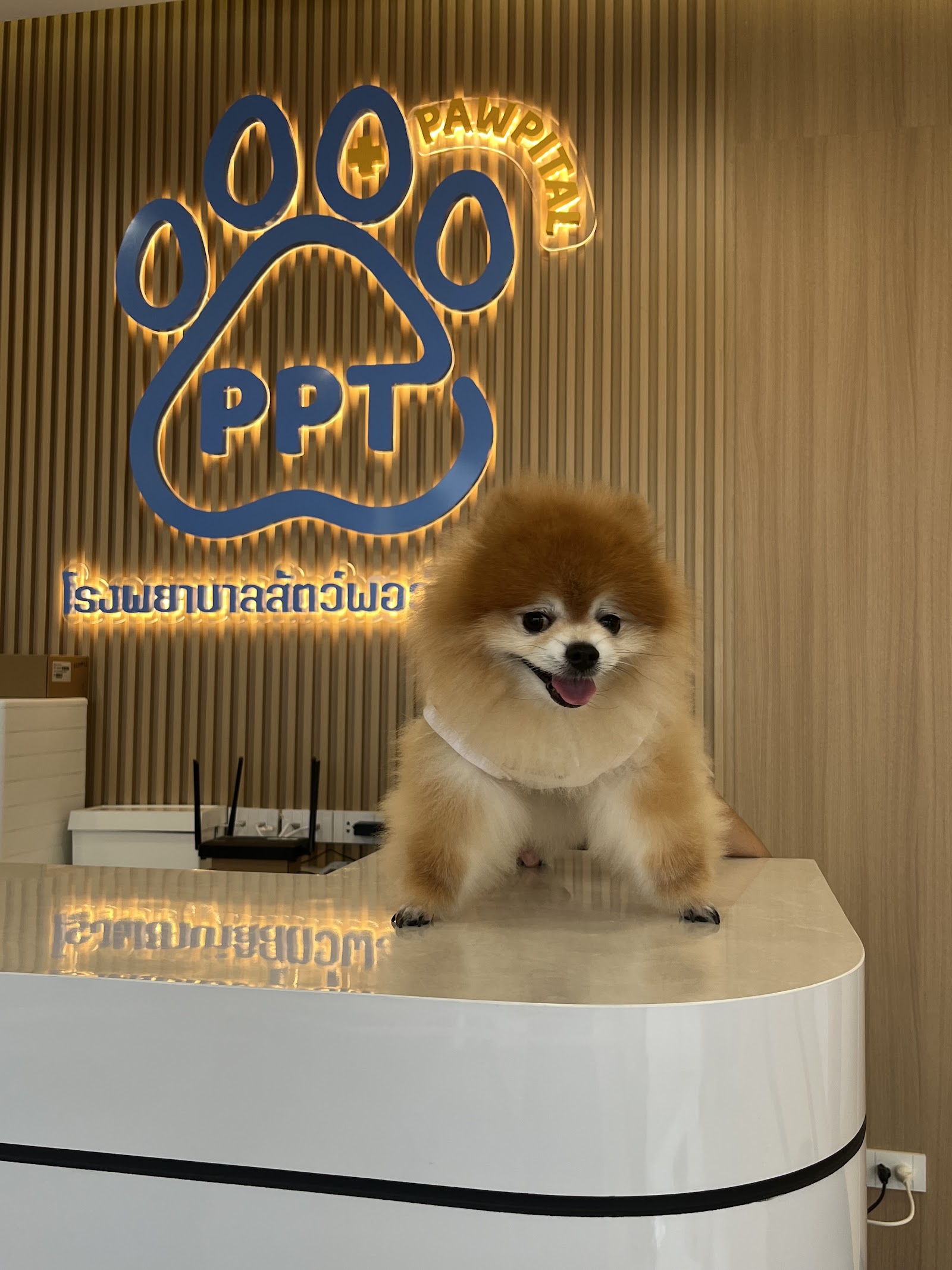 Pawpital