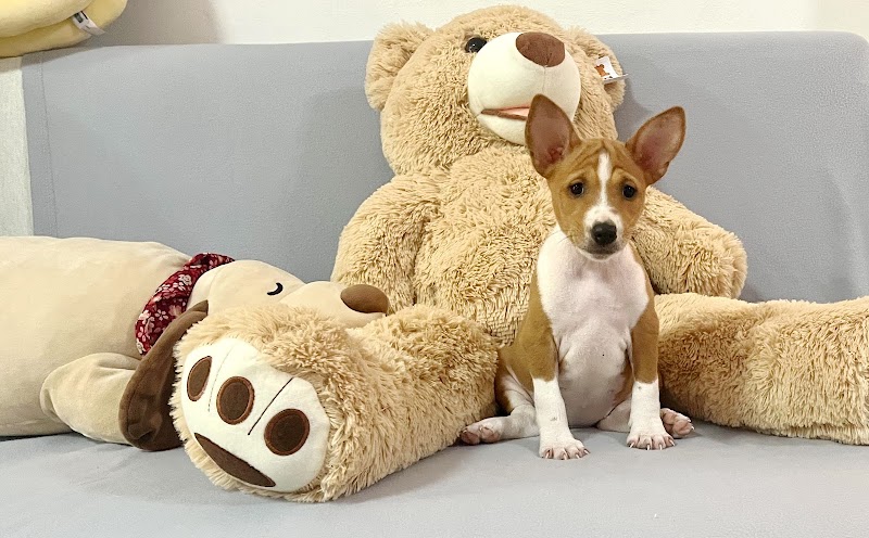 Pets story clinic Pattaya