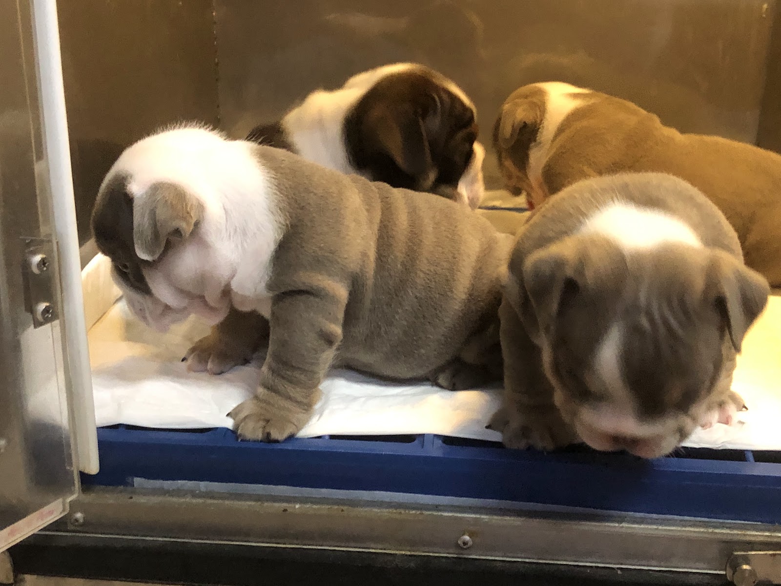Phanat Veterinary