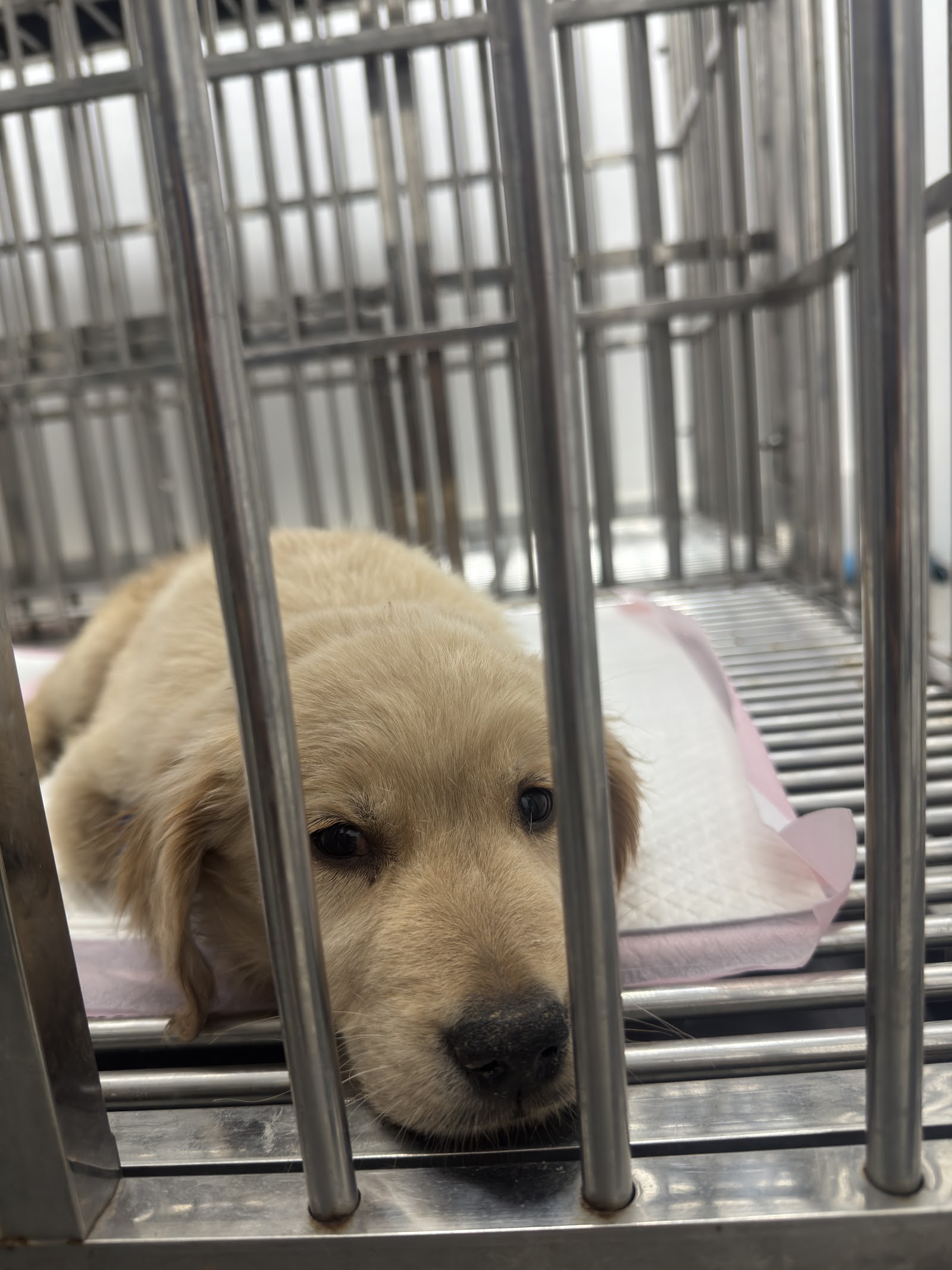 Promptmit Pet Hospital
