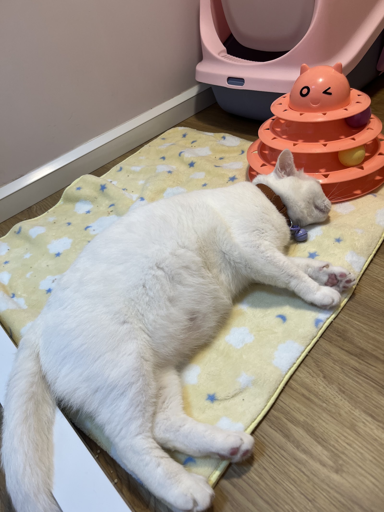 VET clinic