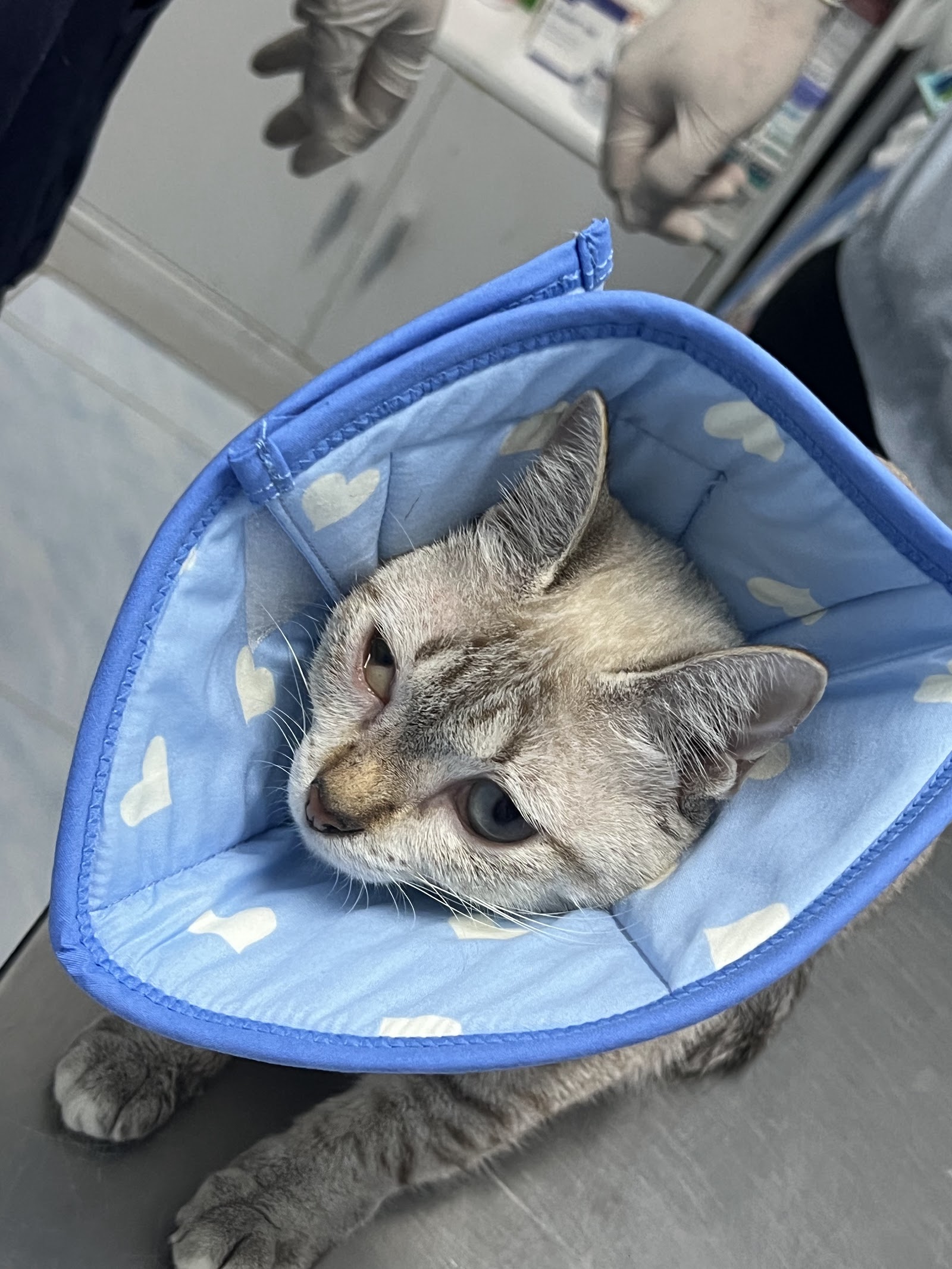 VET clinic