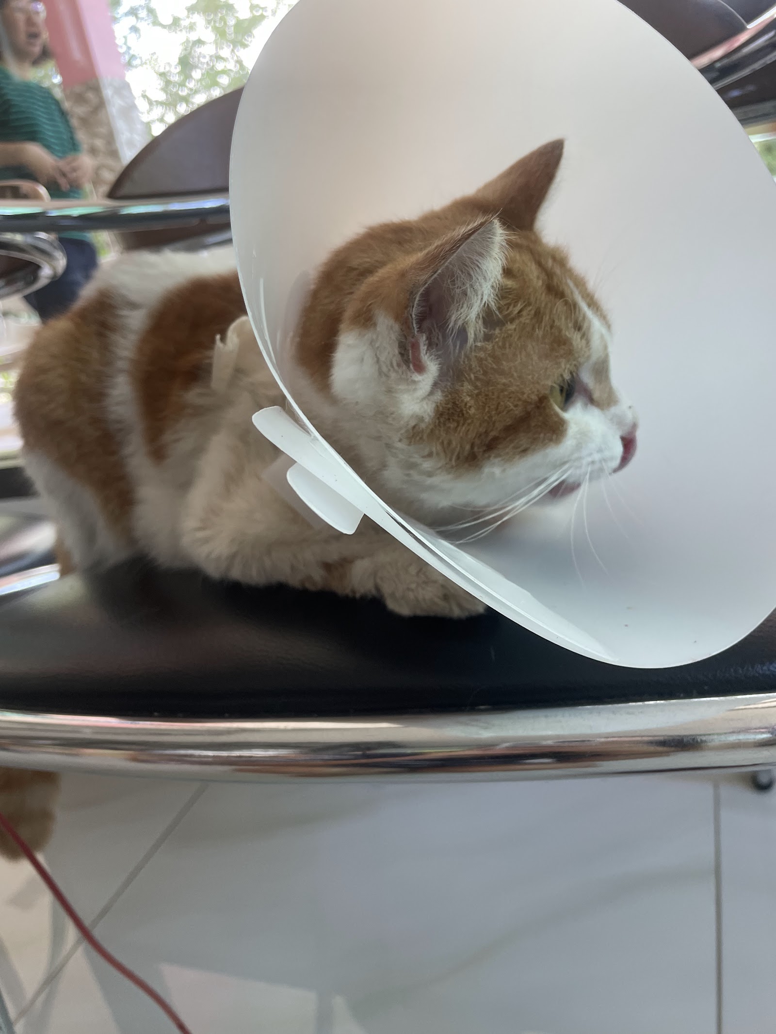 Chula Chumnumpol Animal Hospital
