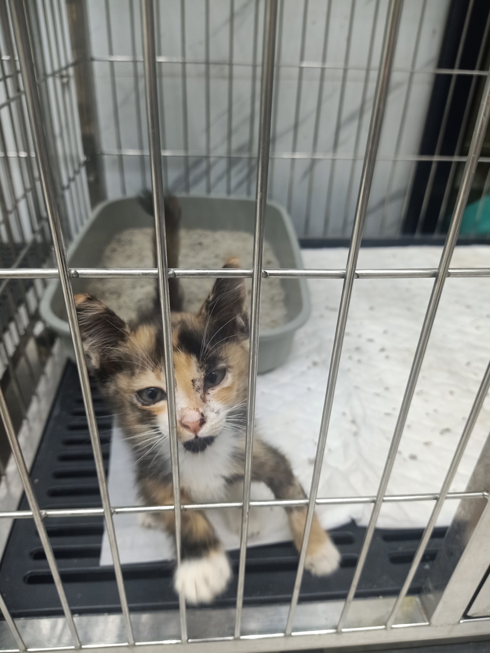 Chumphon Animal Hospital