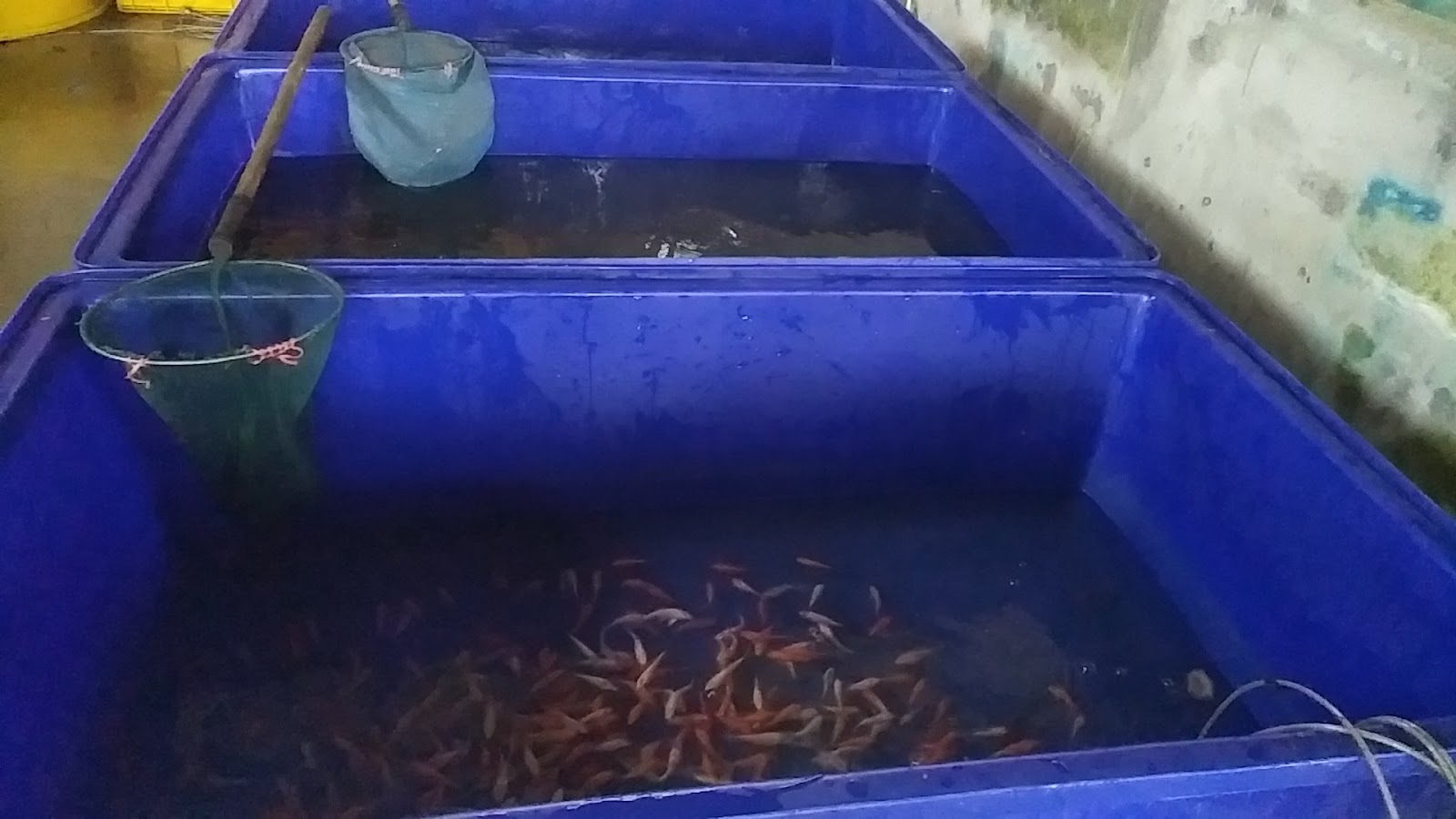 Khao Peeppanupra