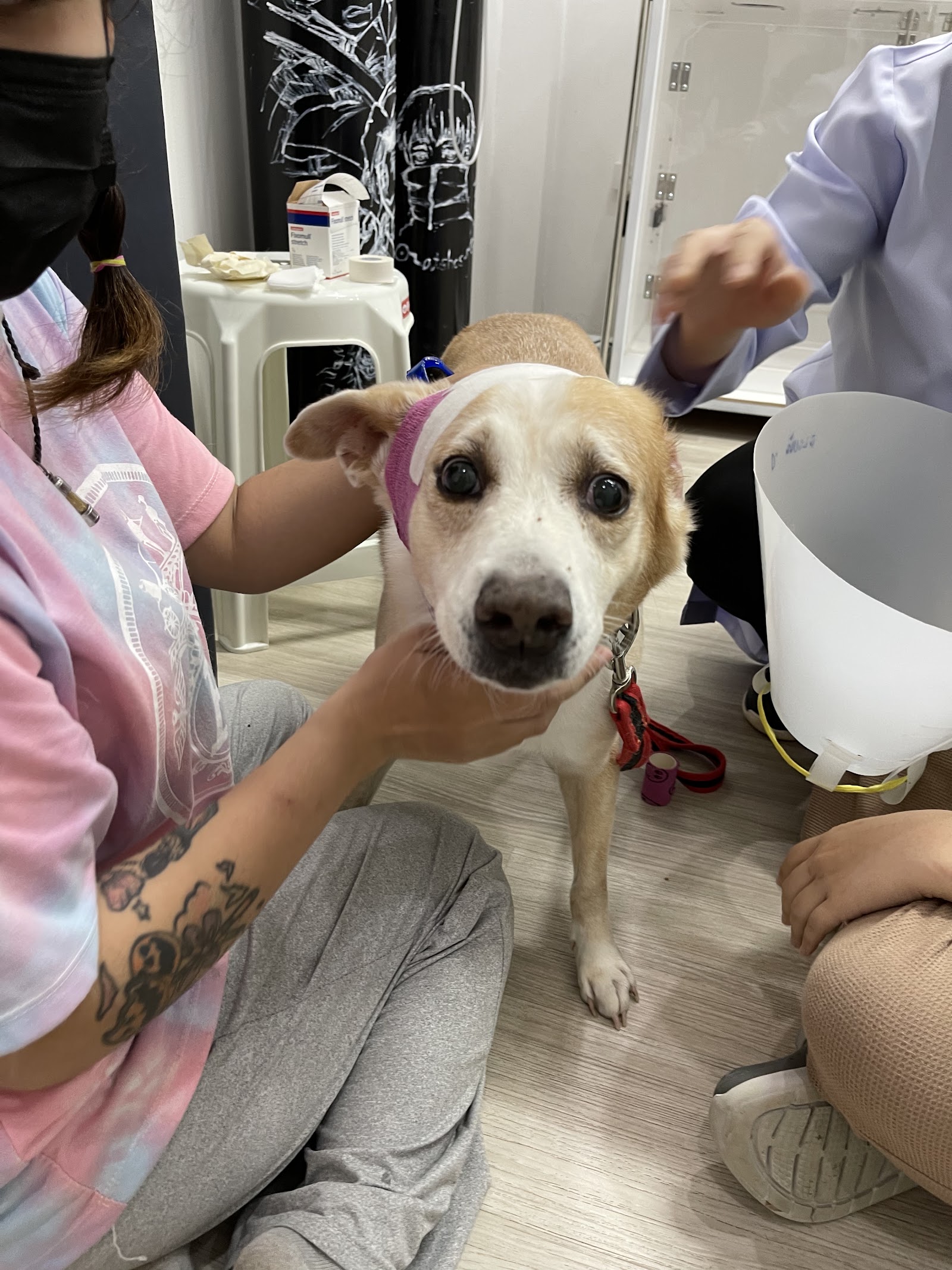 Tha Sae District Animal Hospital