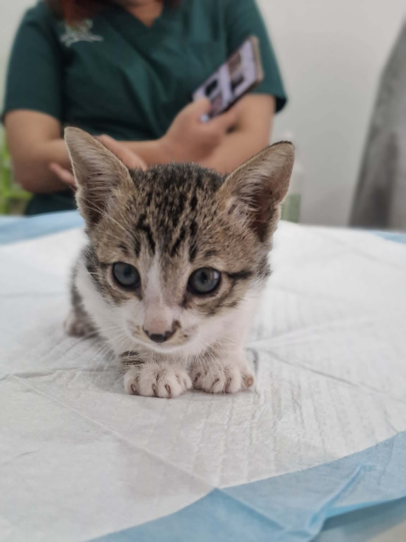 Pawsitive Pet Clinic