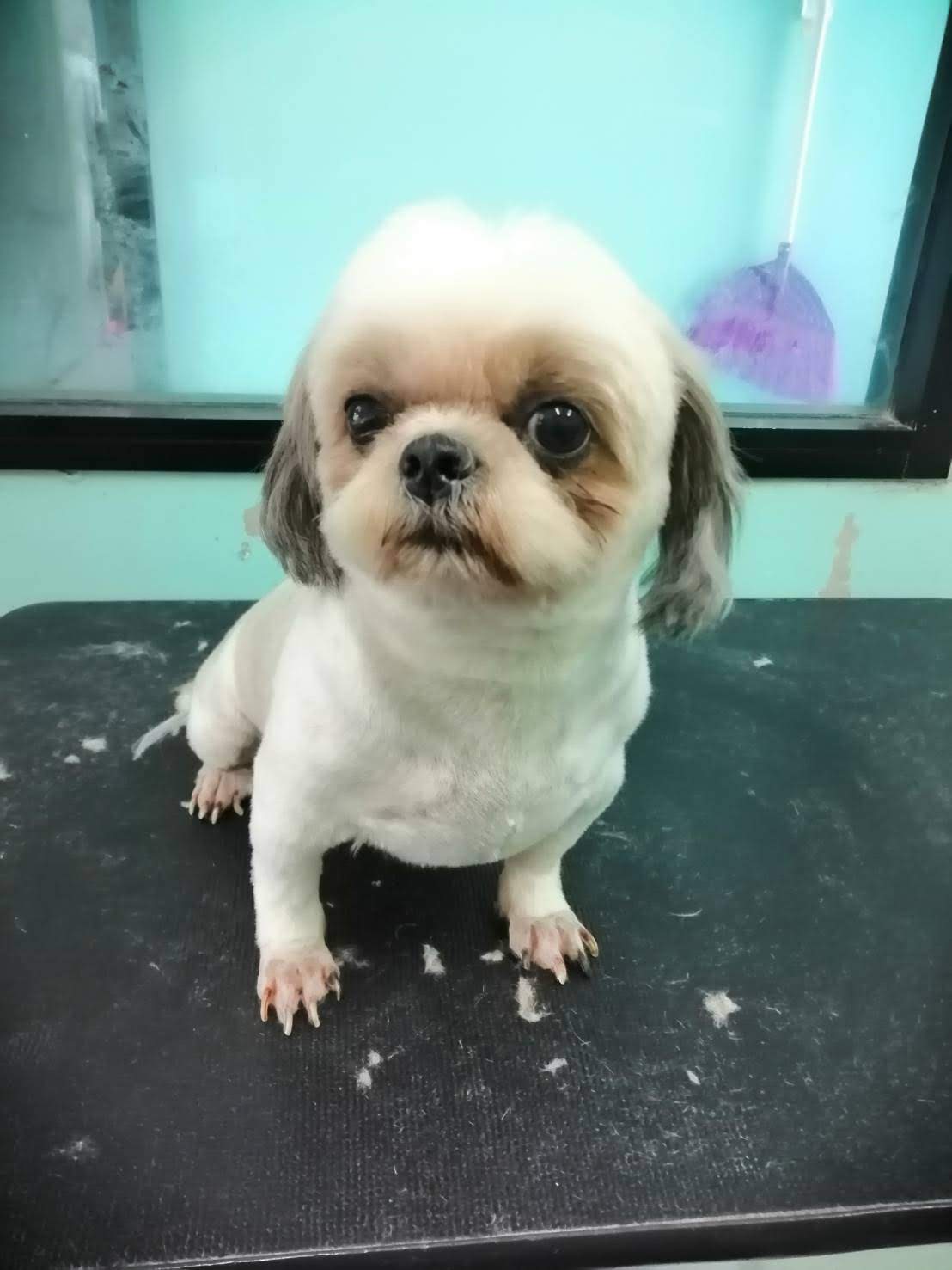 Sumbai at Chumphae Animal hospital