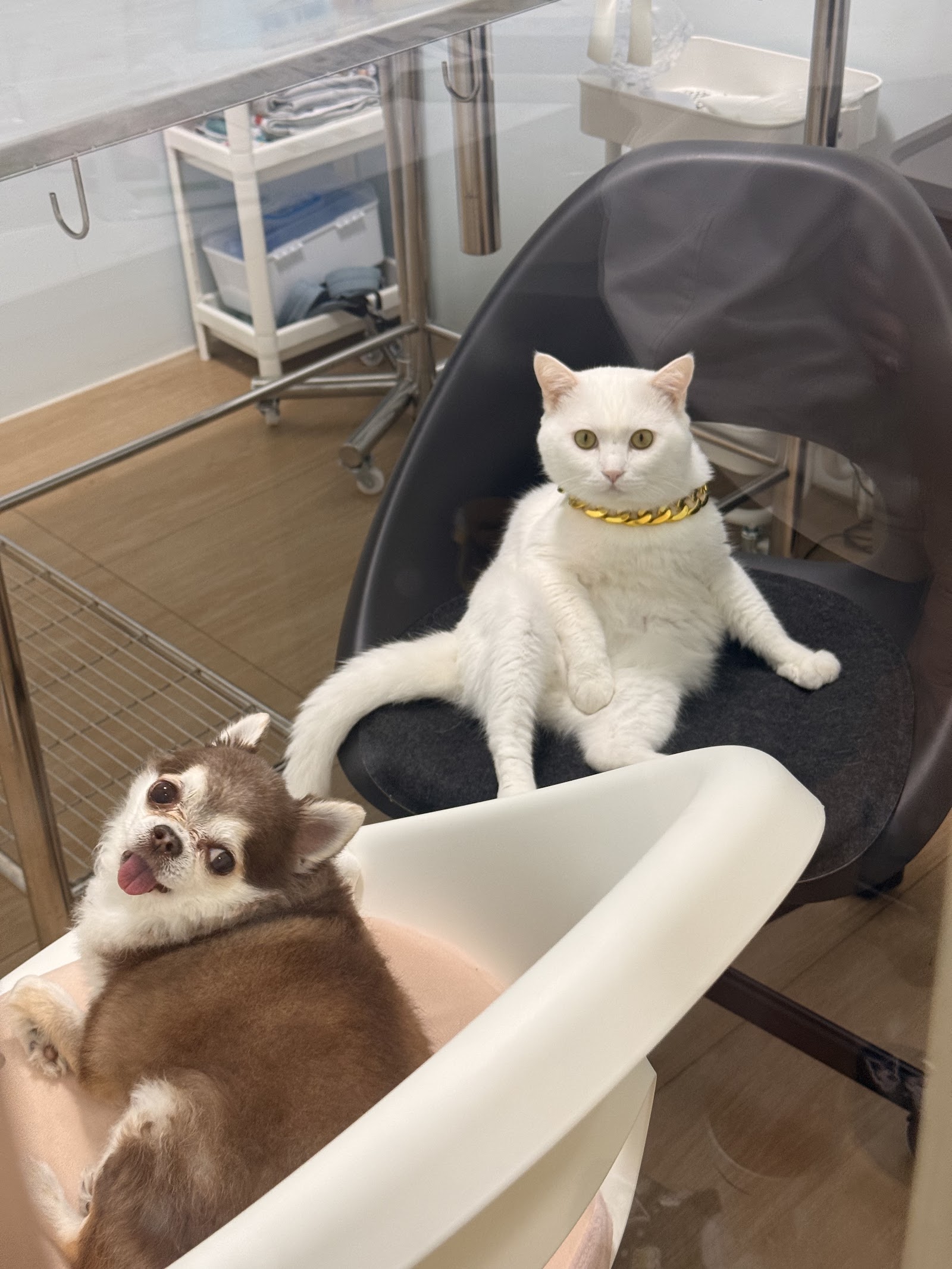 PAJI Pet Hospital