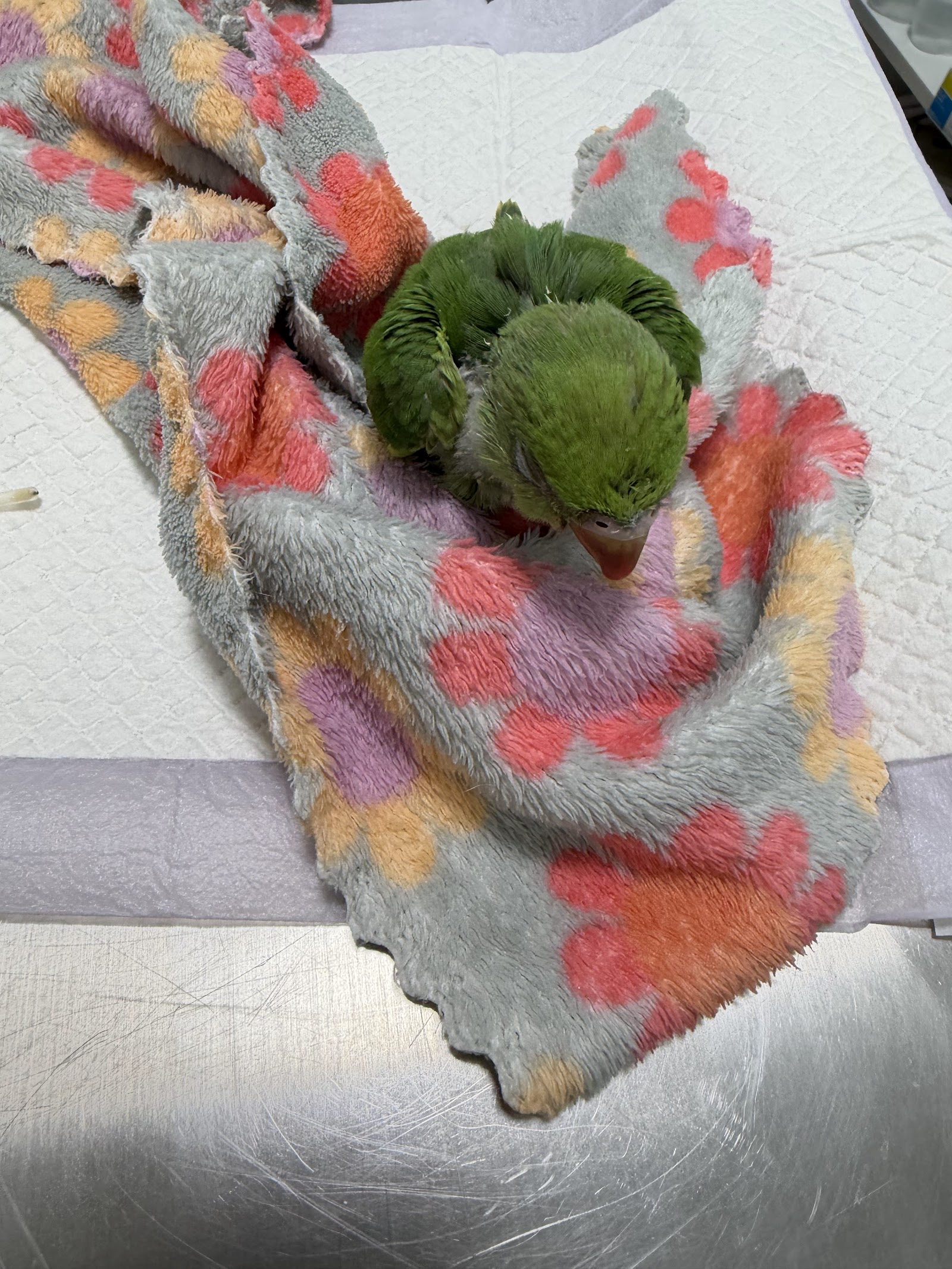 PAJI Pet Hospital