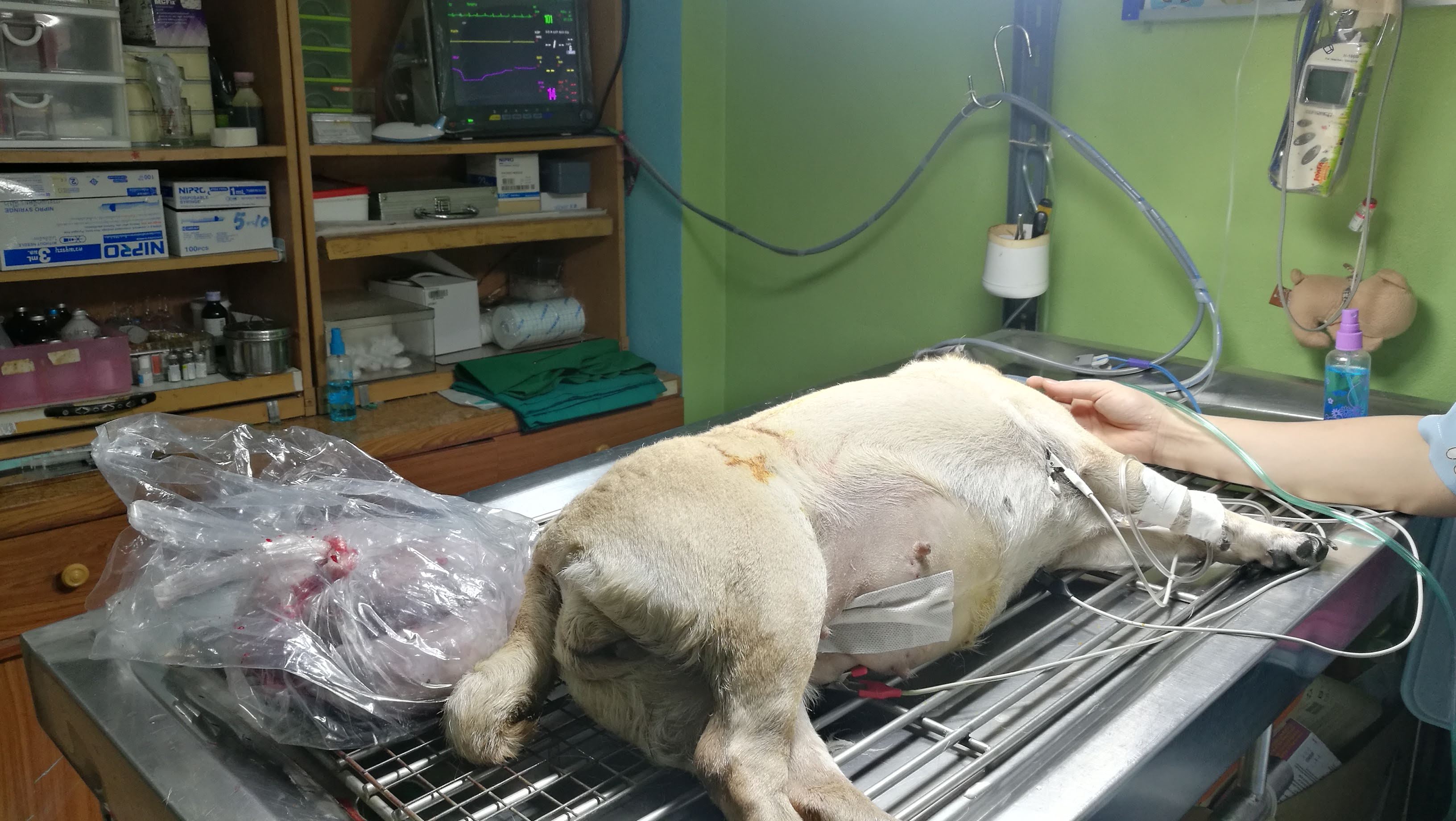 Ba Heo animal clinic