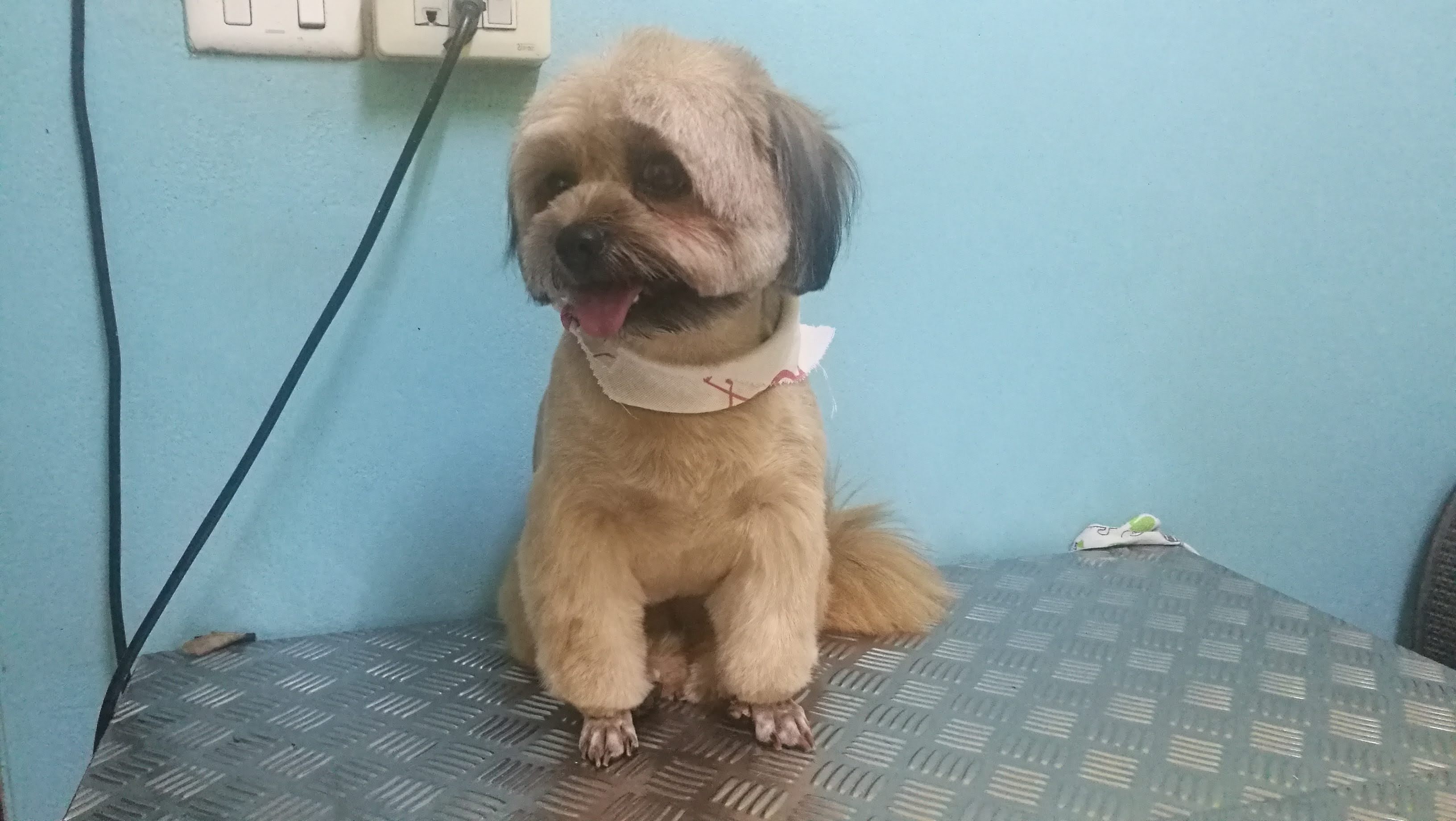 Ba Heo animal clinic