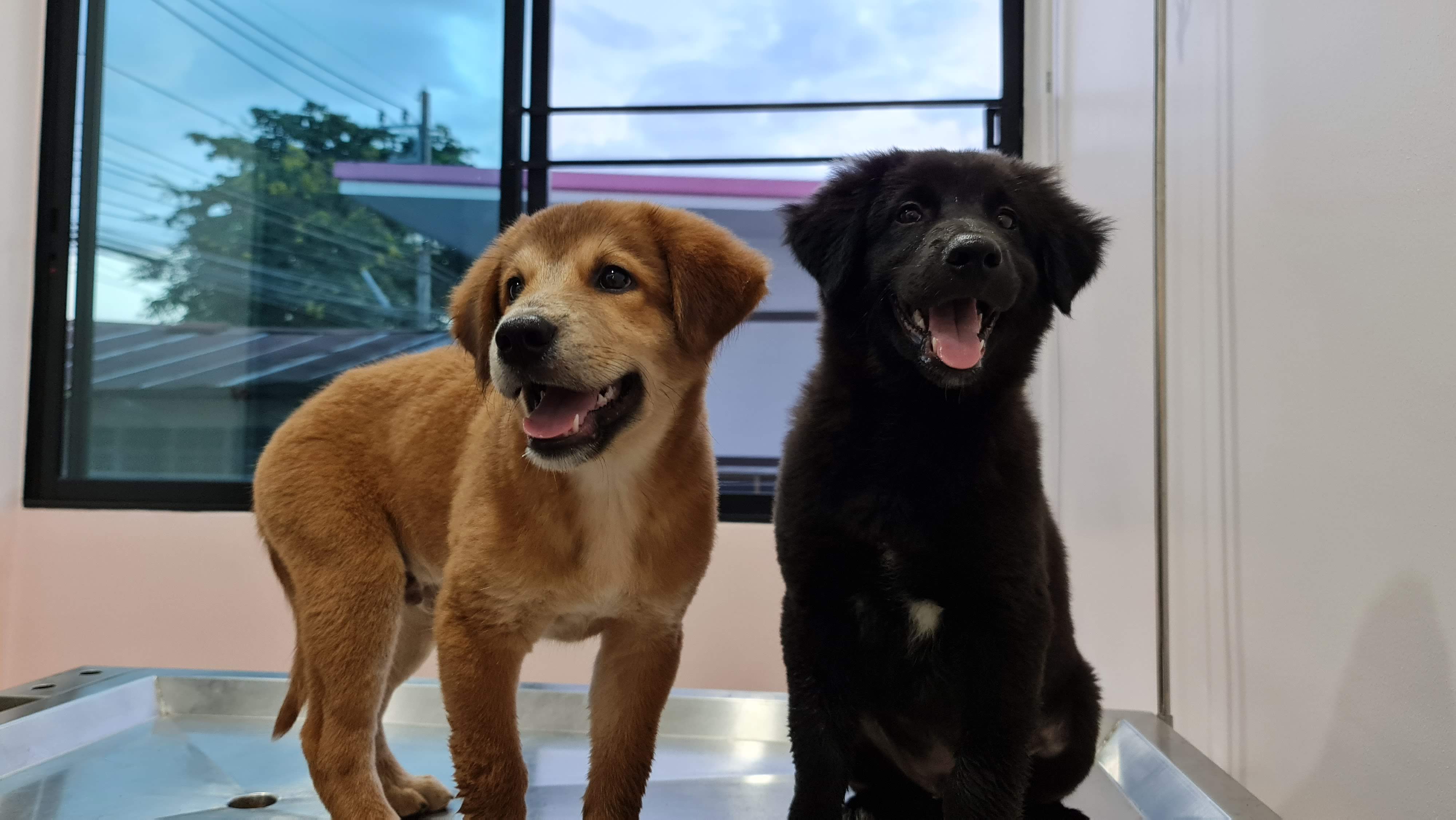 Muanjai Veterinary Animal Hospital