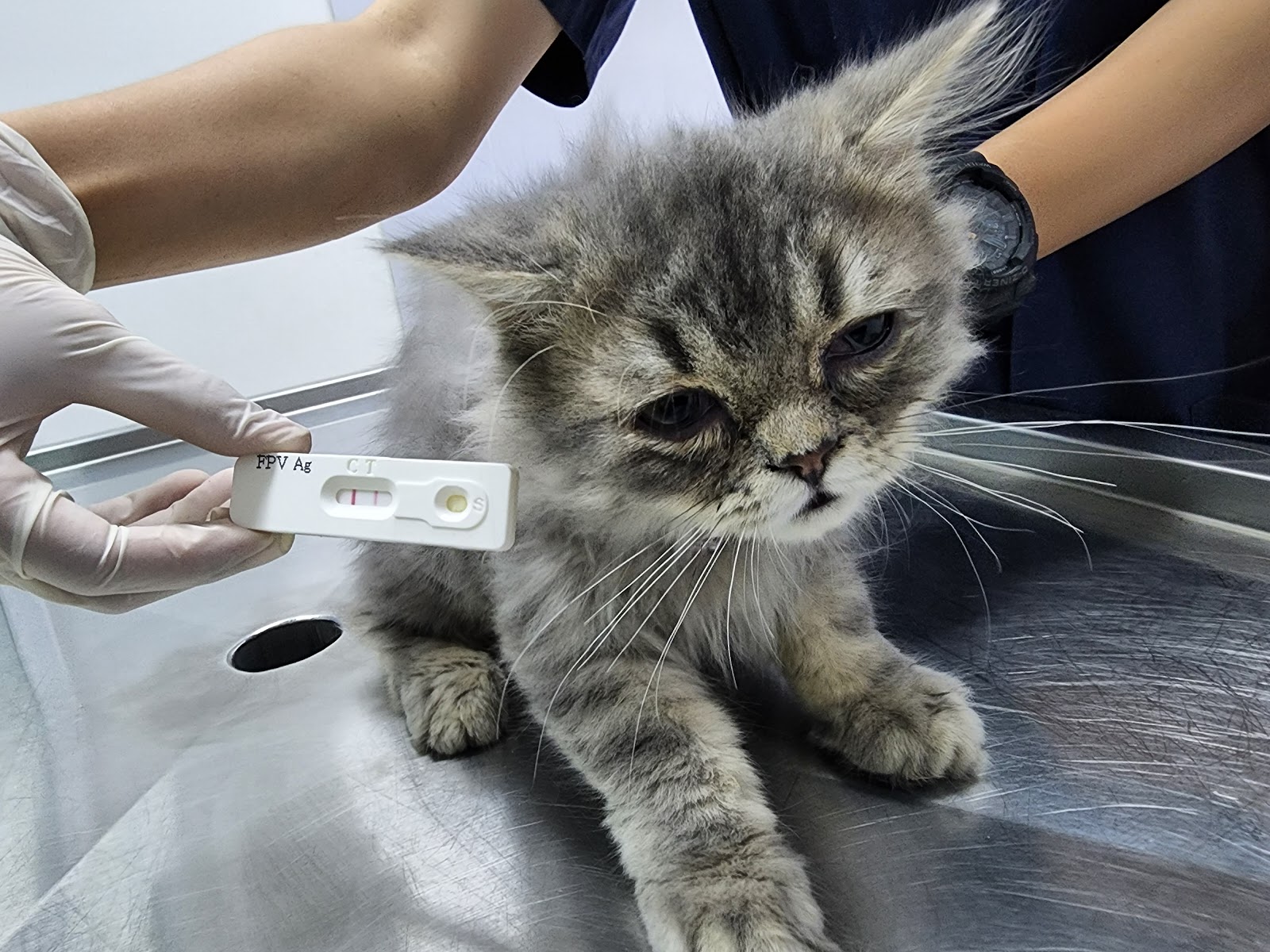 Pichai animal hospital