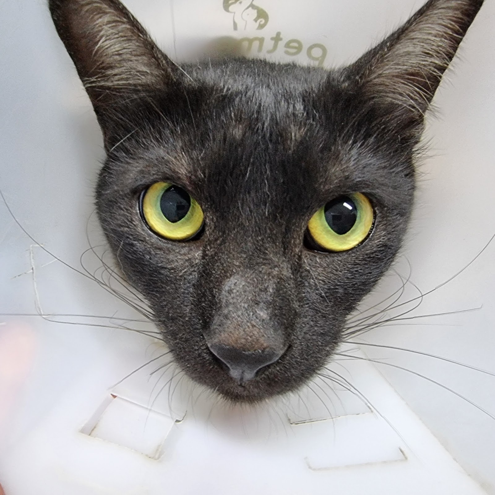 Pichai animal hospital