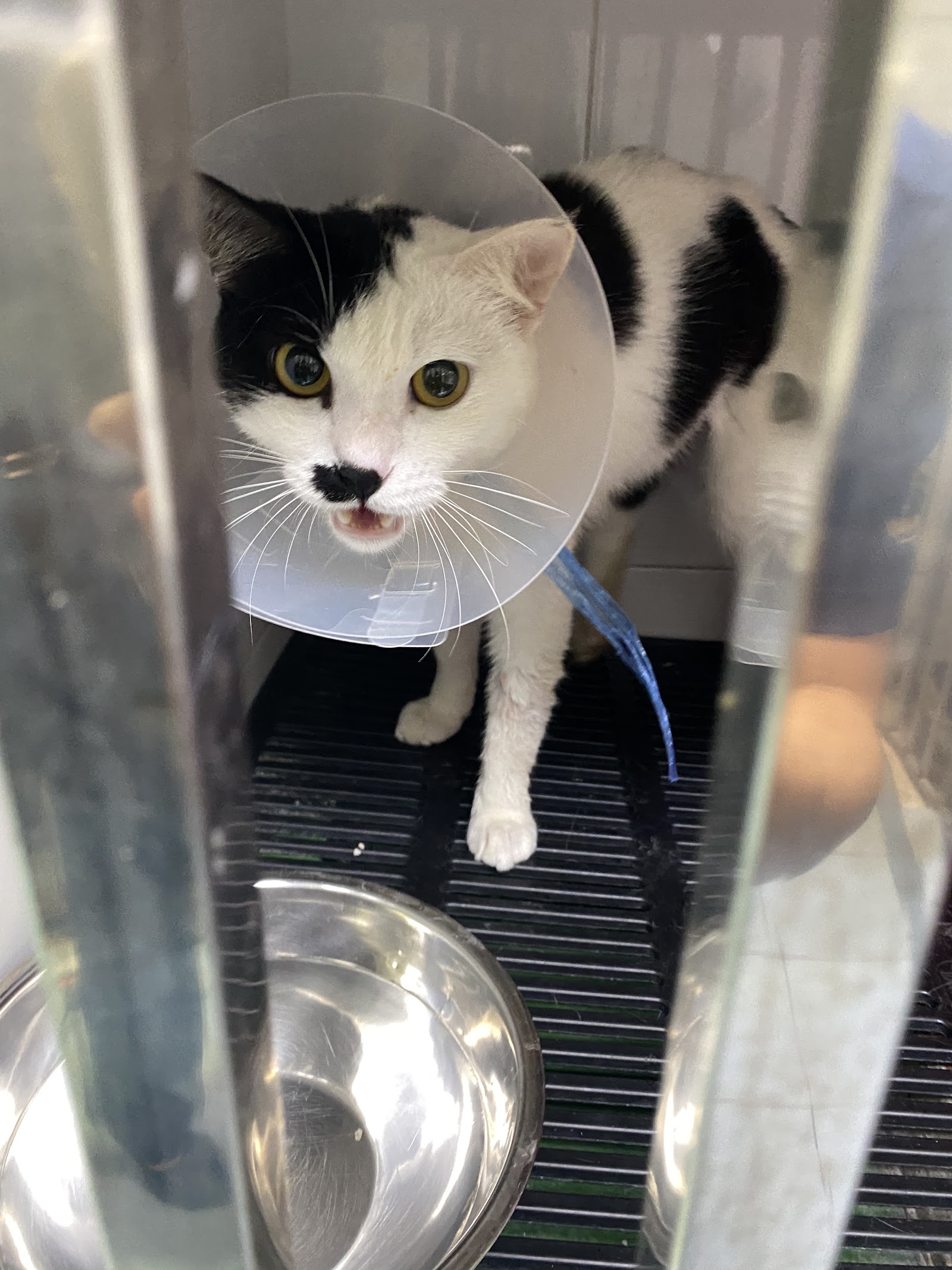 Arran Animal Hospital