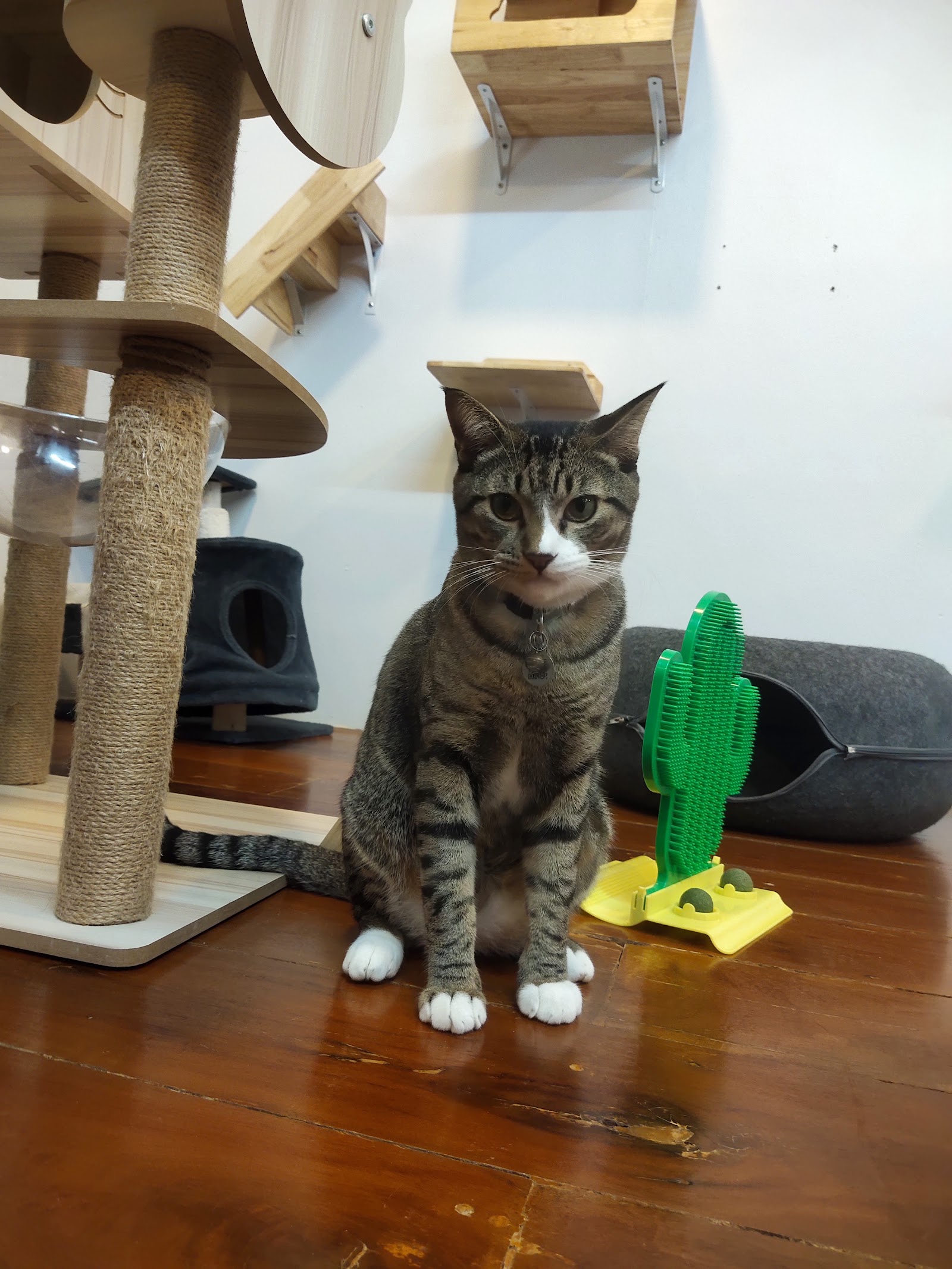 Ice Pet Clinic