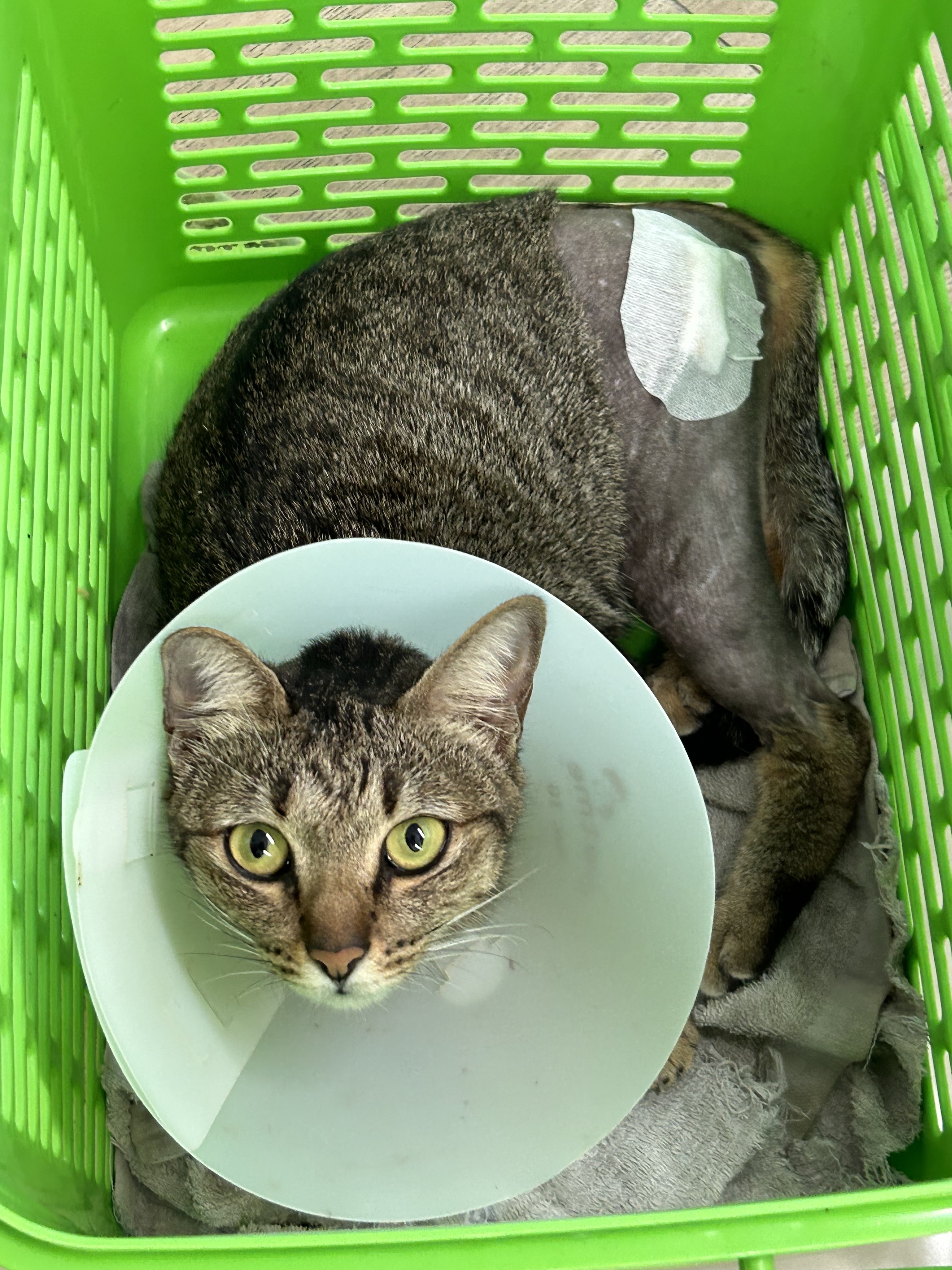 Baansalaya Pet Hospital