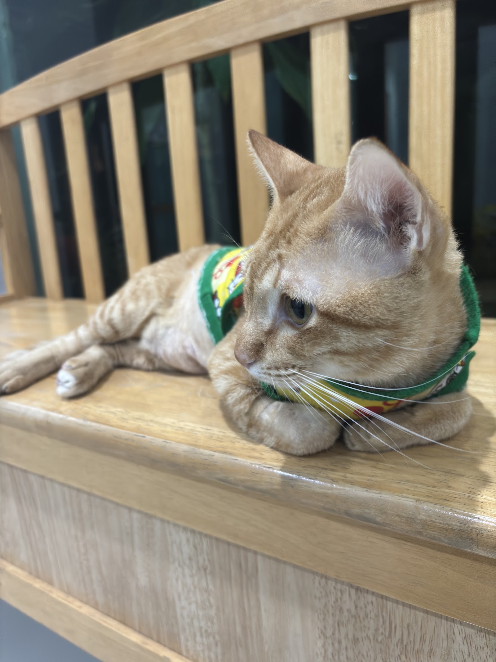 Dr. Tom Animal Hospital