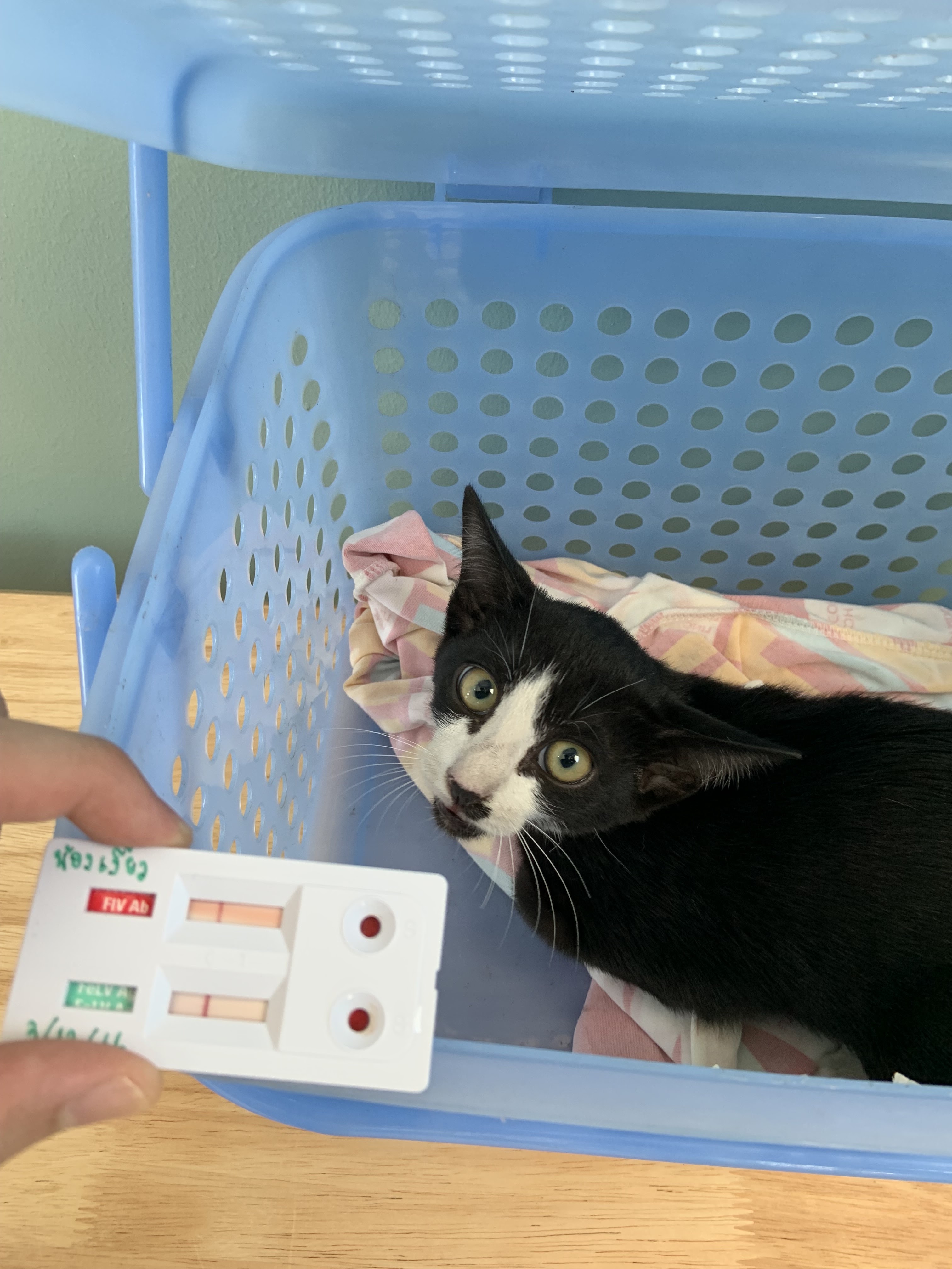 Halmeoni Pet Hospital