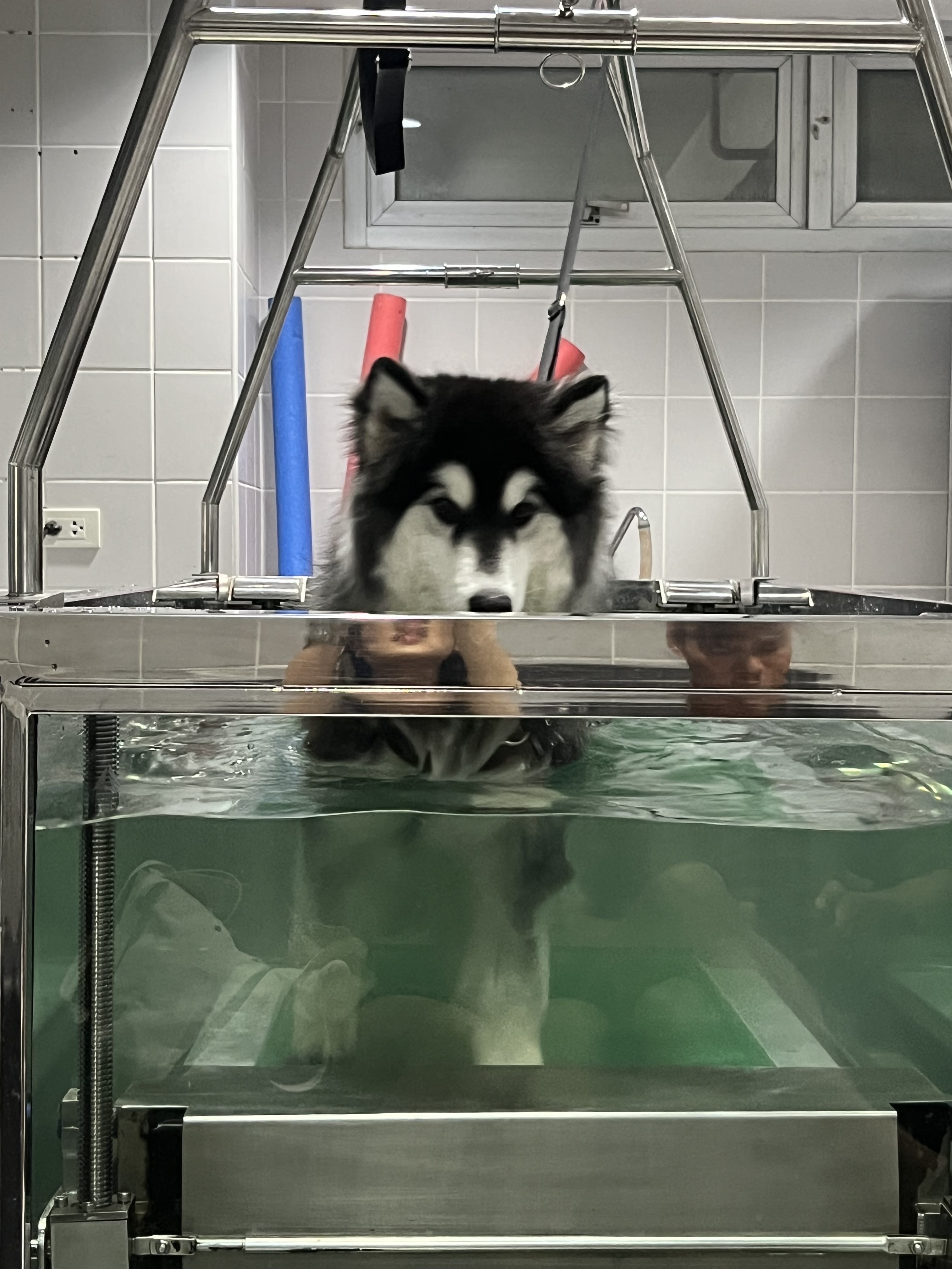 Petarium