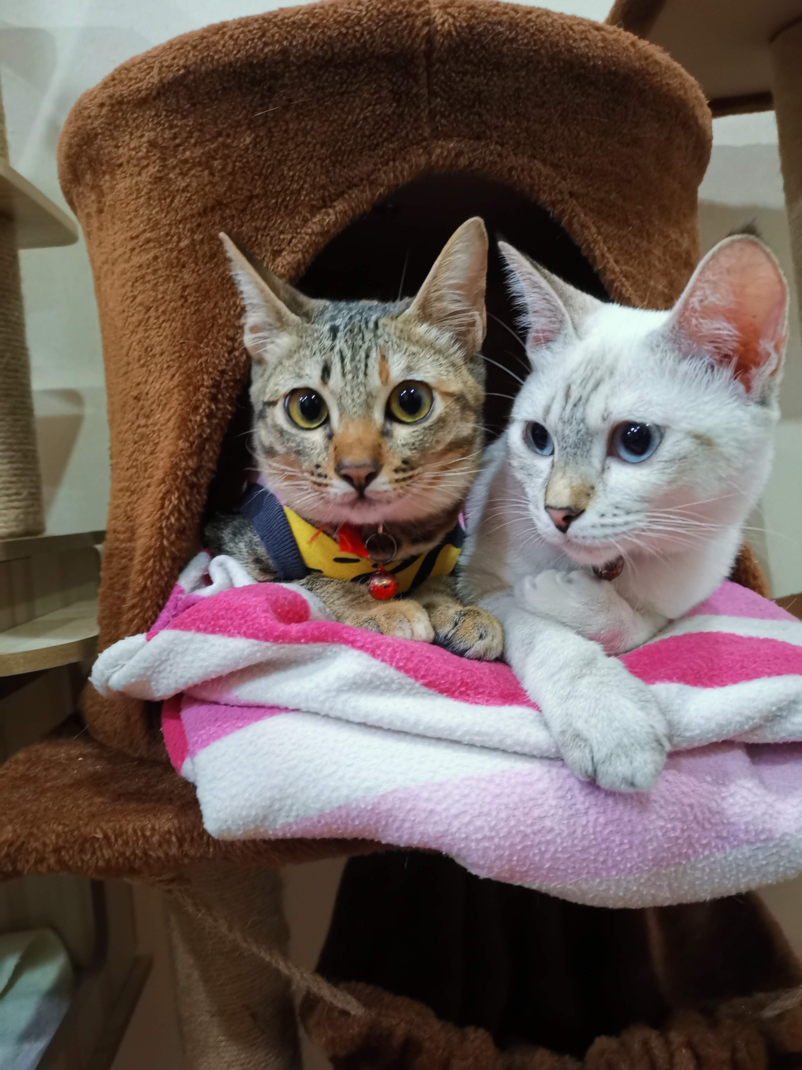 Suan Pud Animal Hospital
