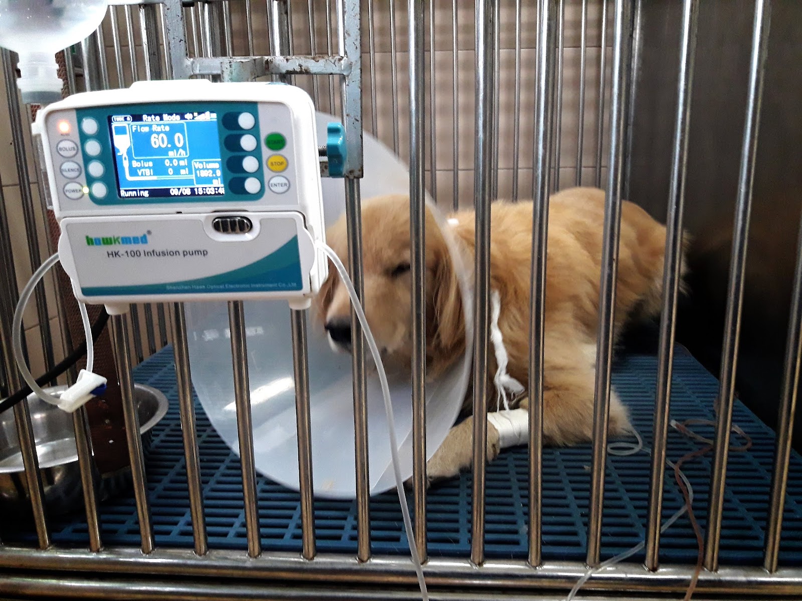 Ittivech Animal Hospital (Ban Ko Branch)