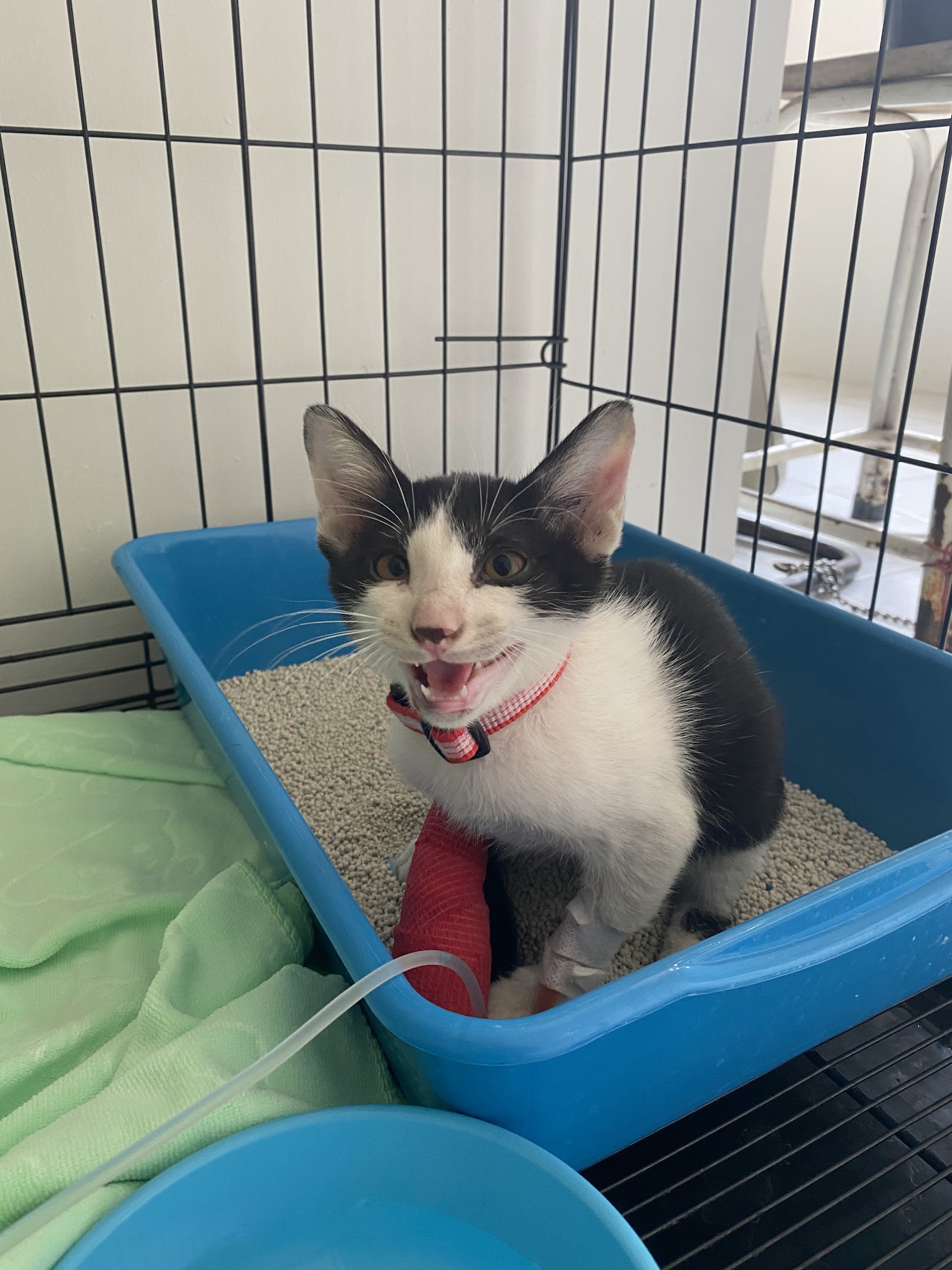 Oken pet clinic