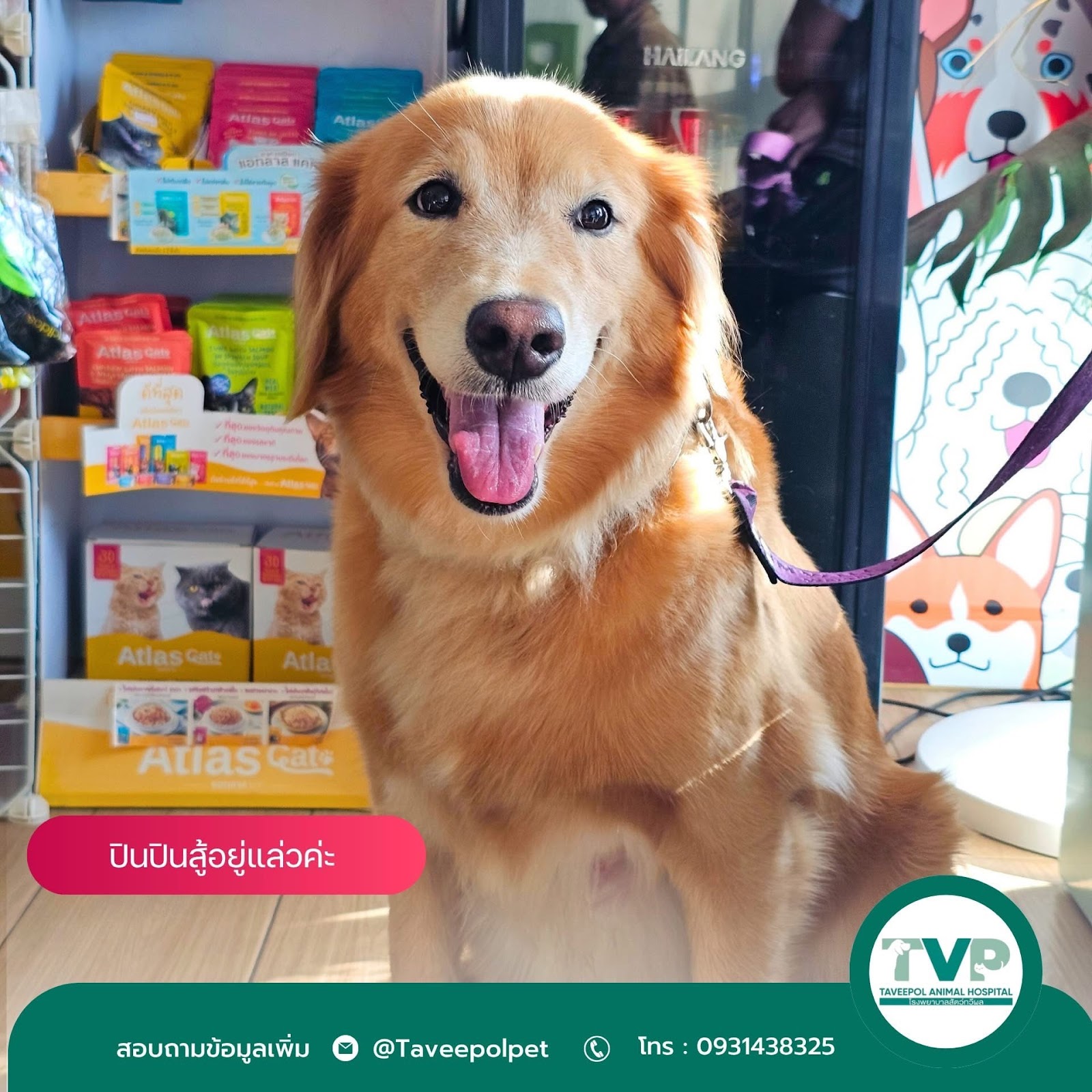 Taveepol Animal Hospital - TVP Animal Hospital