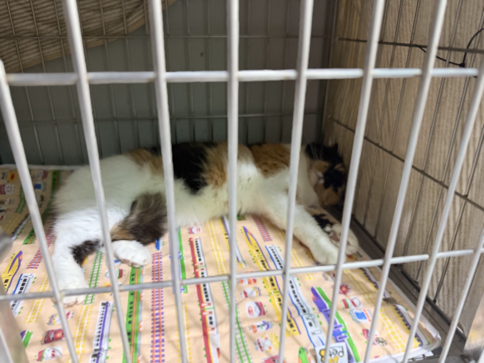 Arparak Pet Hospital