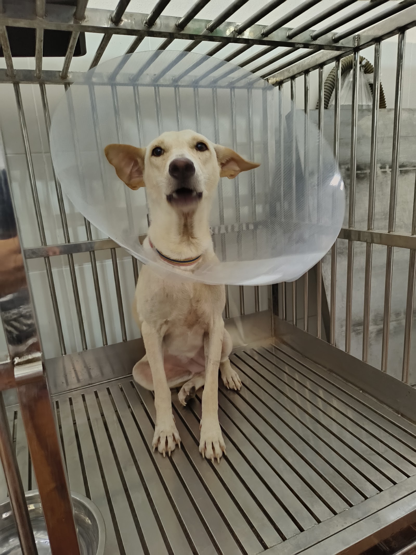 Sichon Pet Hospital