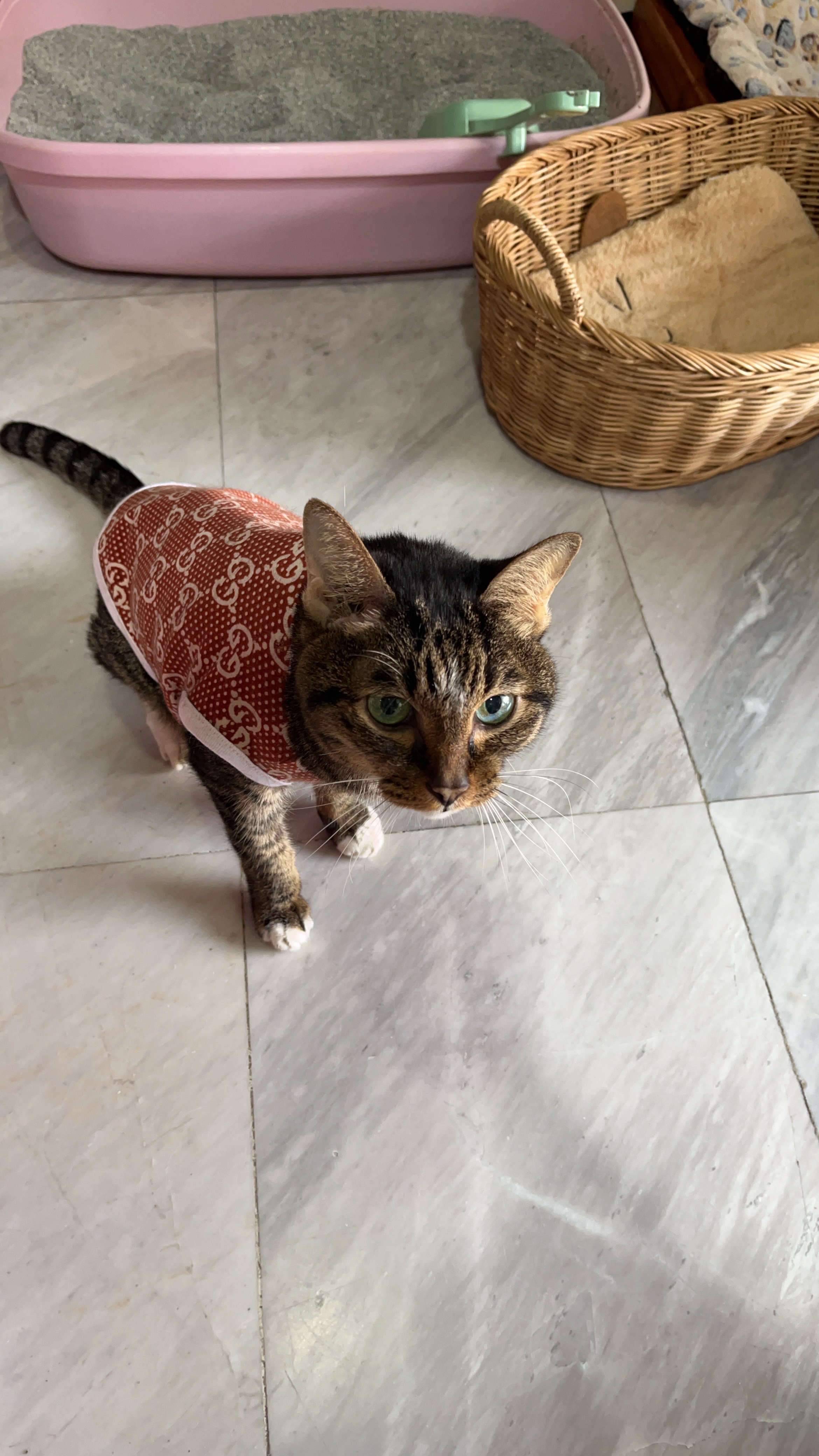 Panthepkar Veterinarian