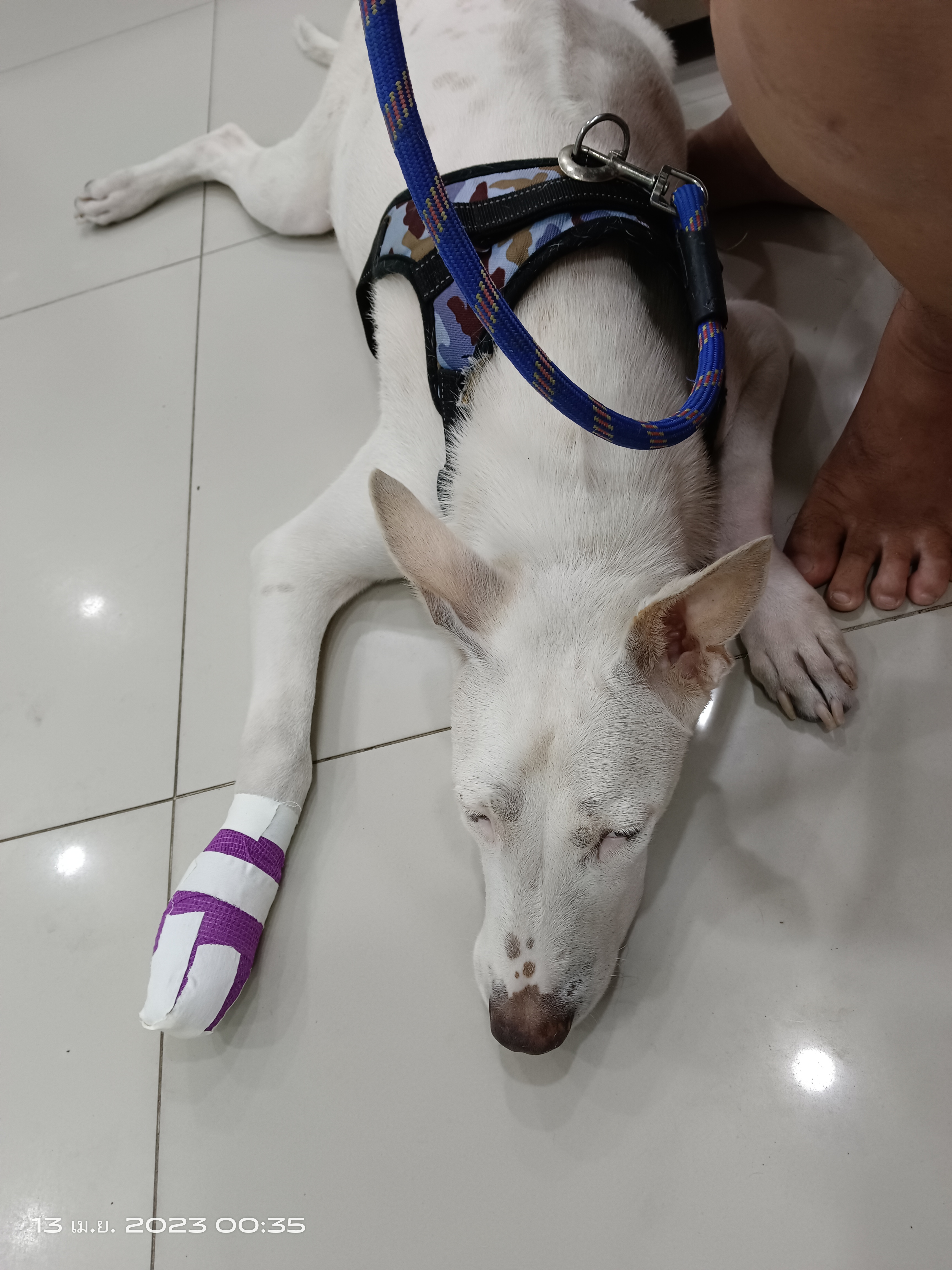 Vejchiwin Animal Hospital