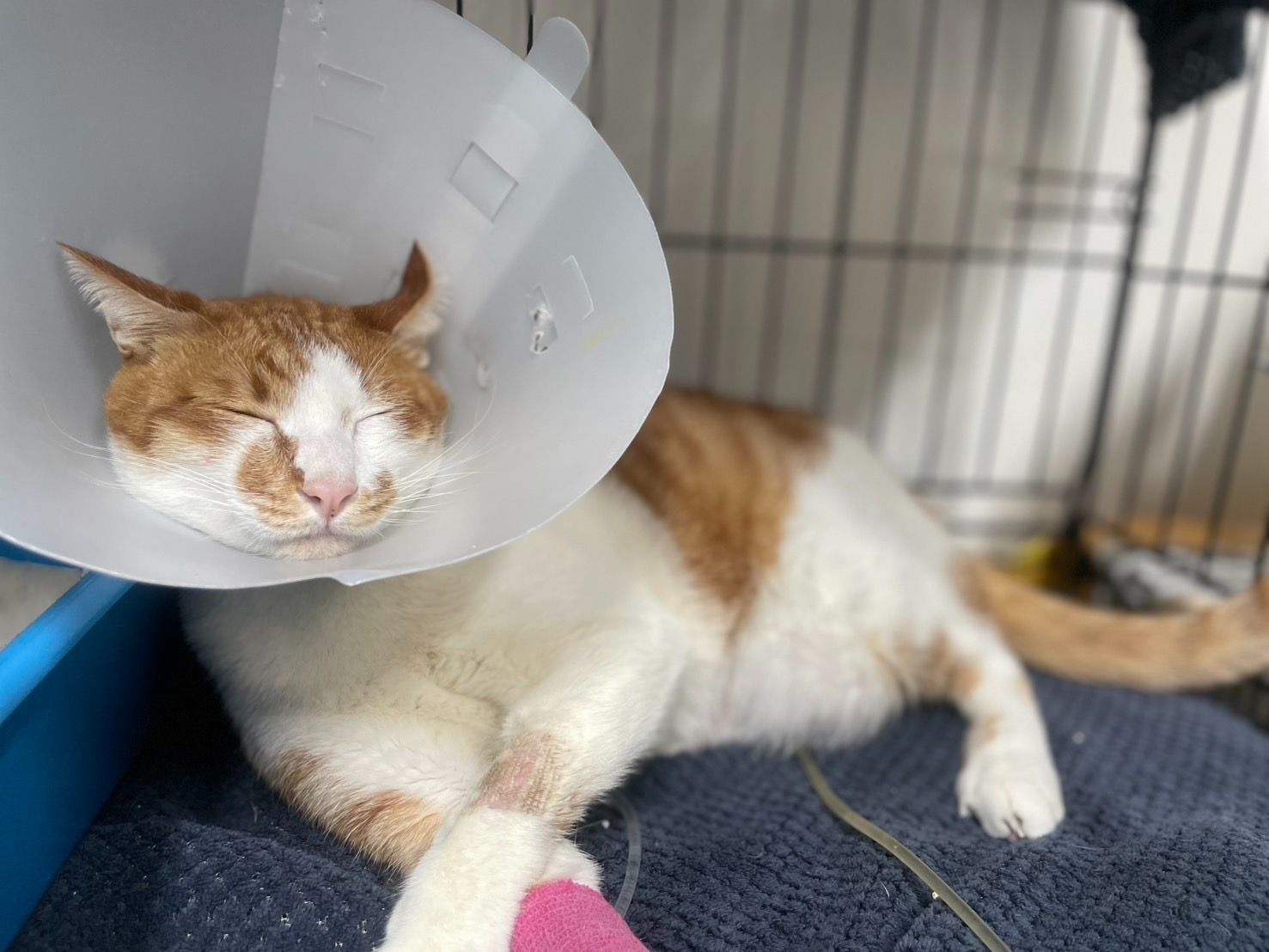 Animal Hospital