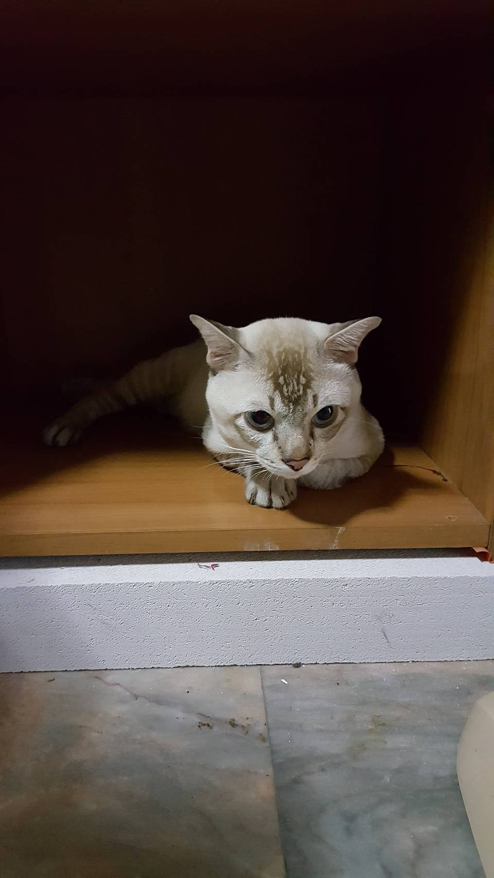 Veterinary Pracha Niwet