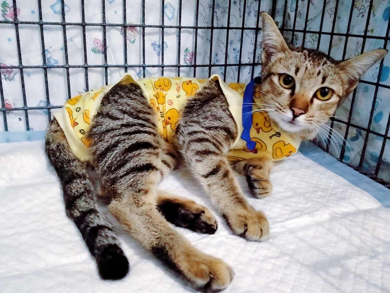 Rak Lert Animal Hospital