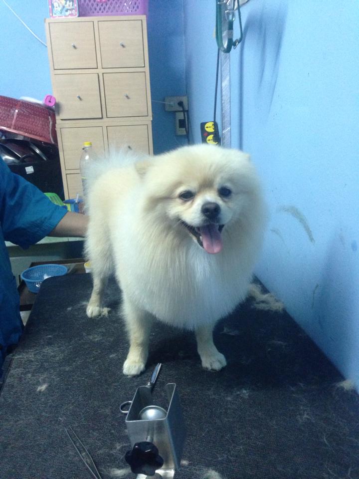 Animal Kindness Clinic