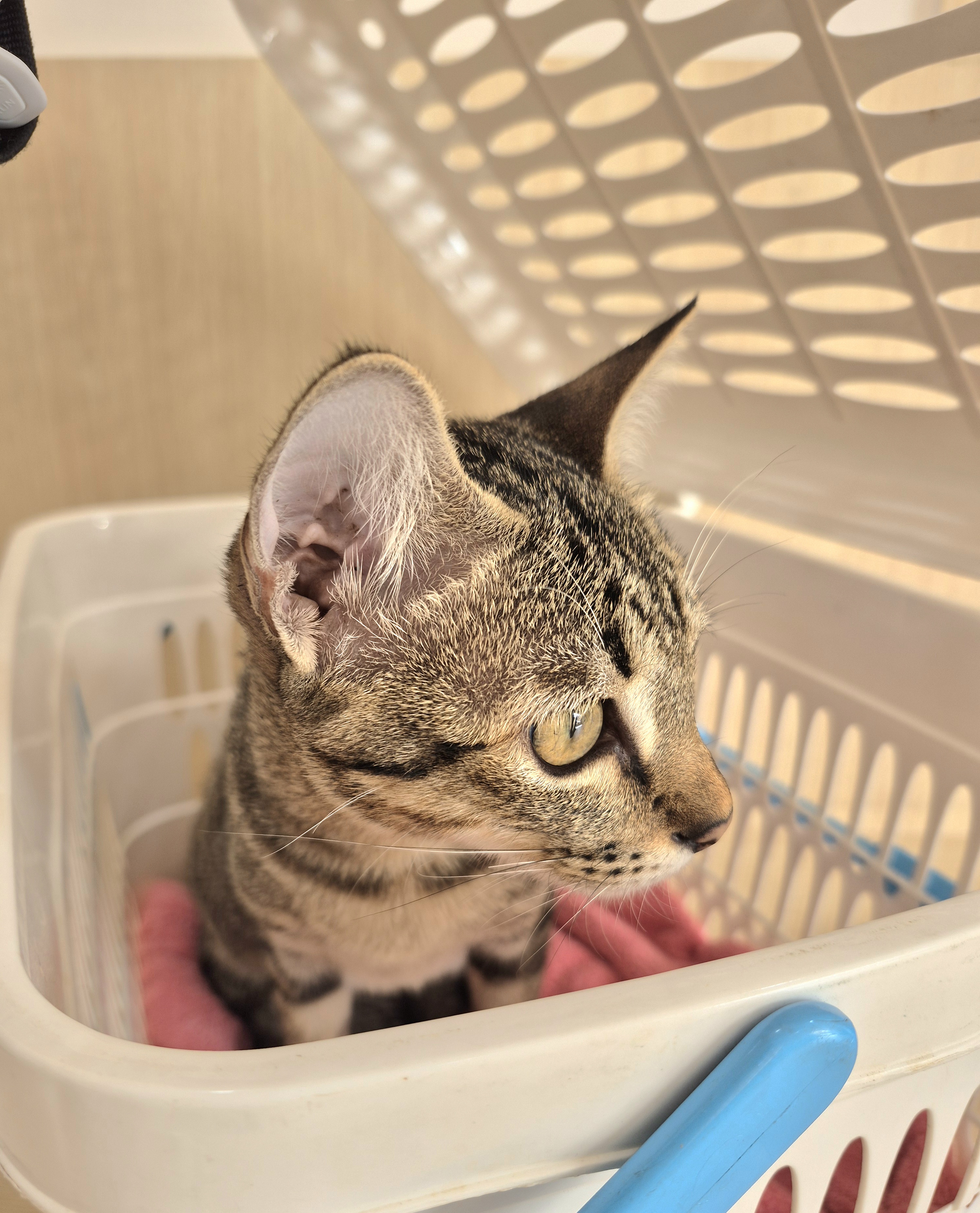 Grand Animal Hospital Chaengwattana