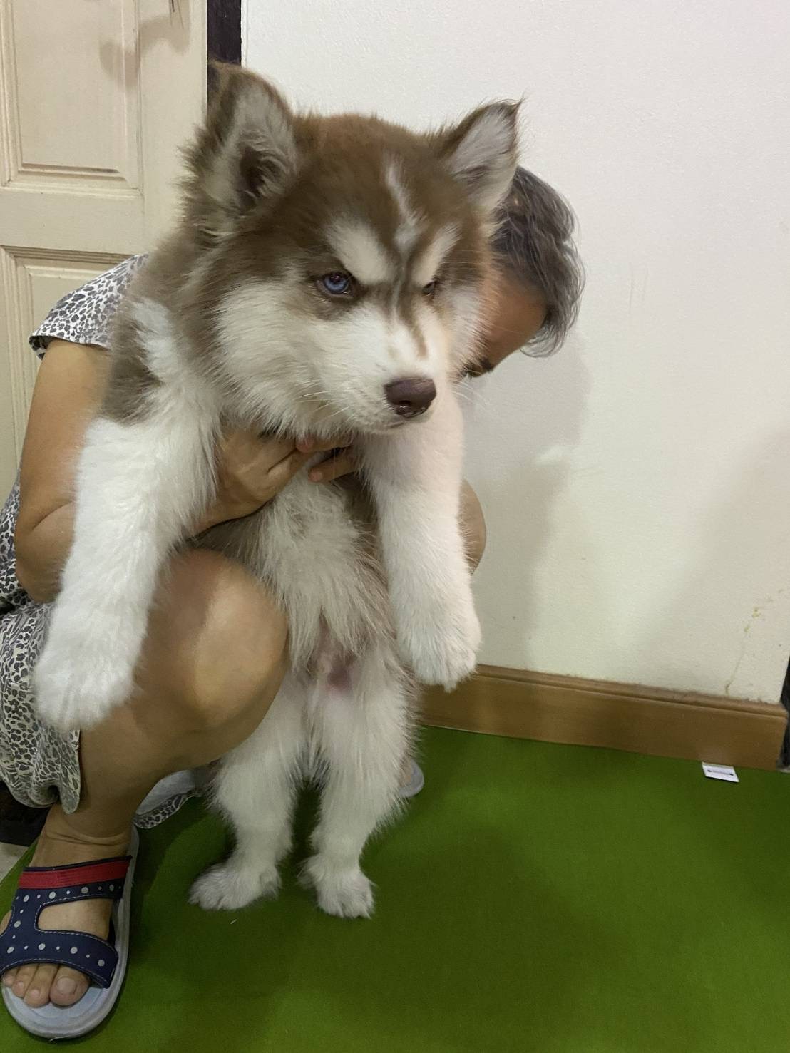 Kasemmit Animal Treatment Clinic