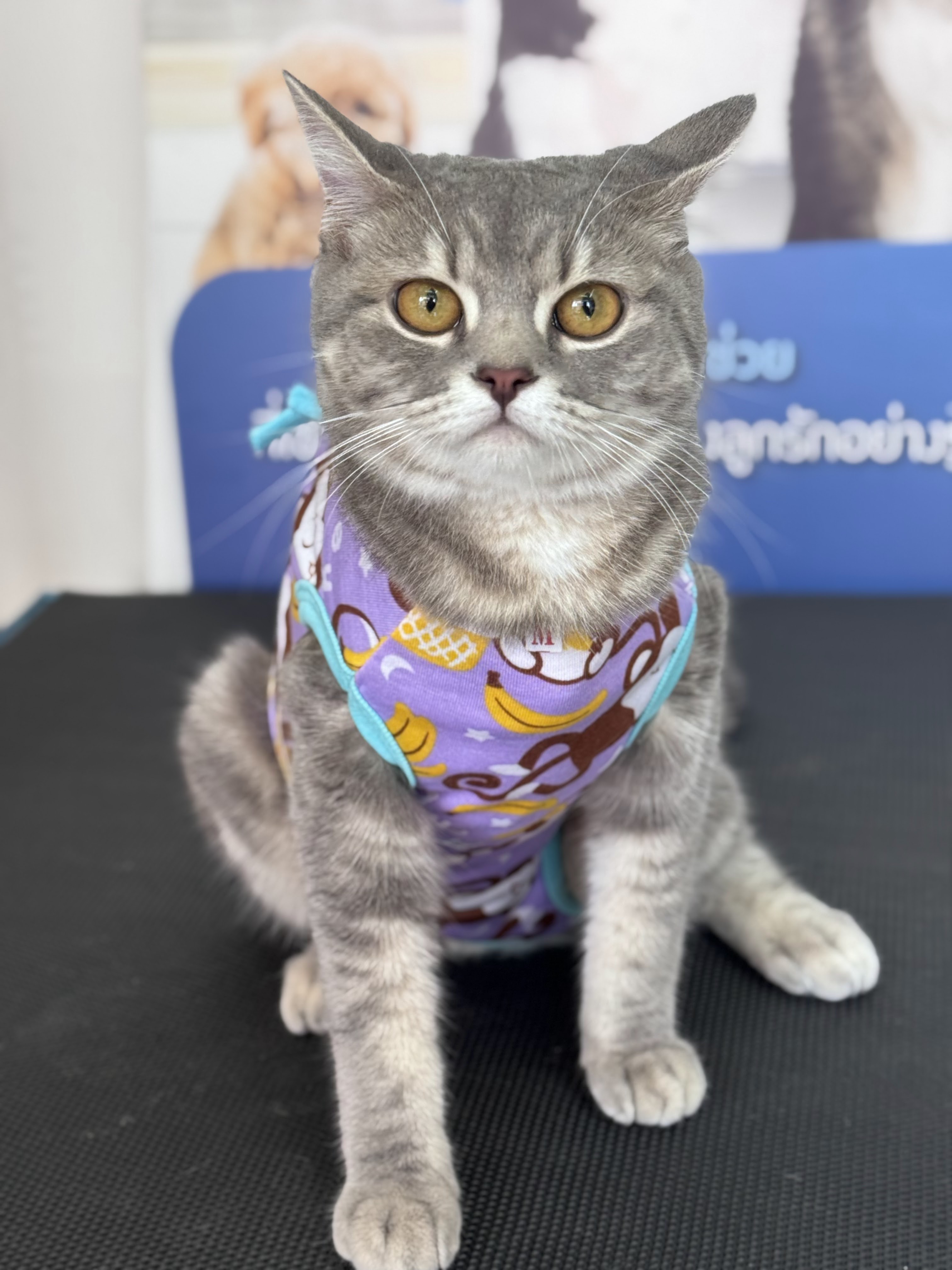 Veterinarian