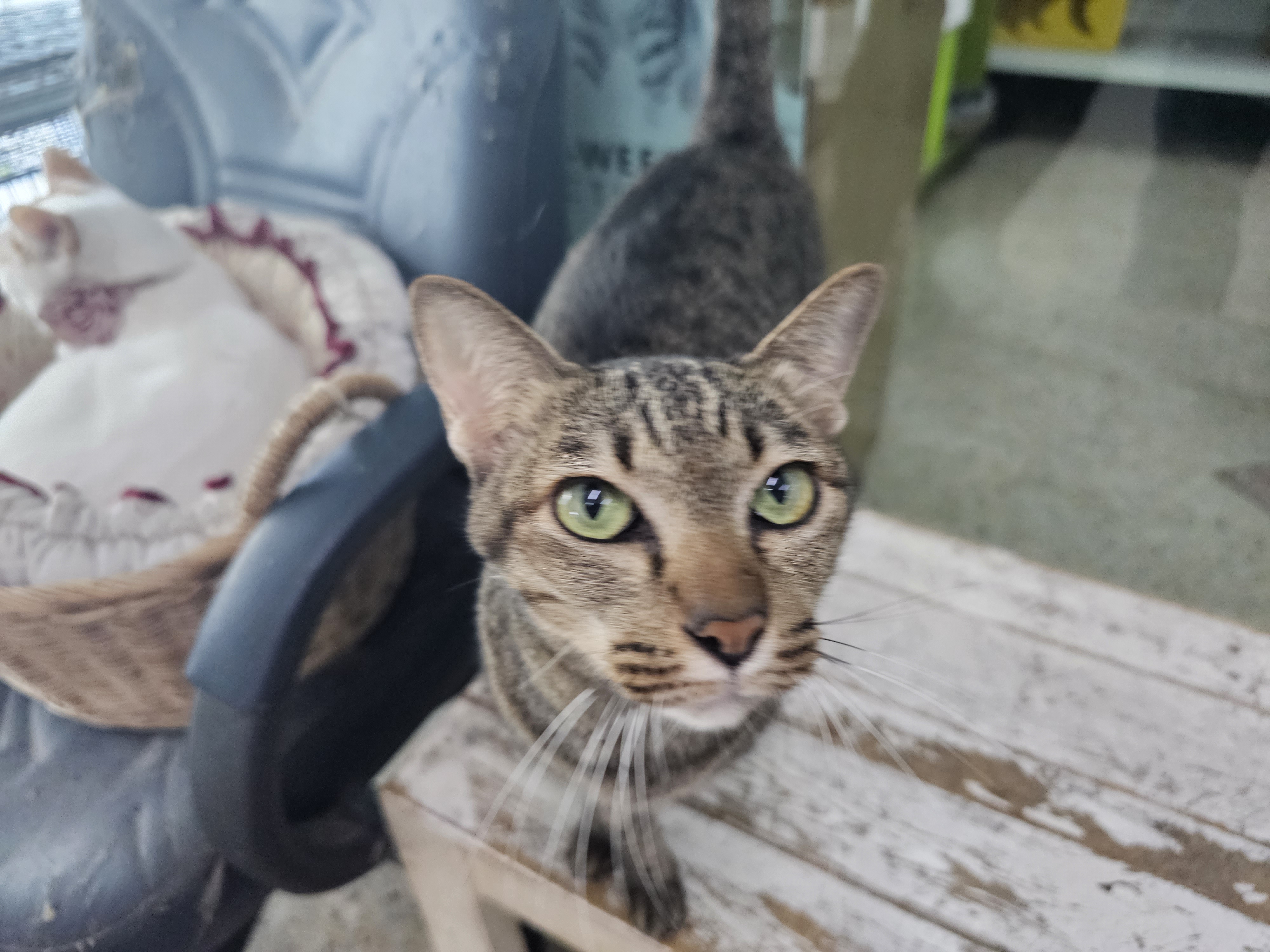 Veterinarian Muang Non