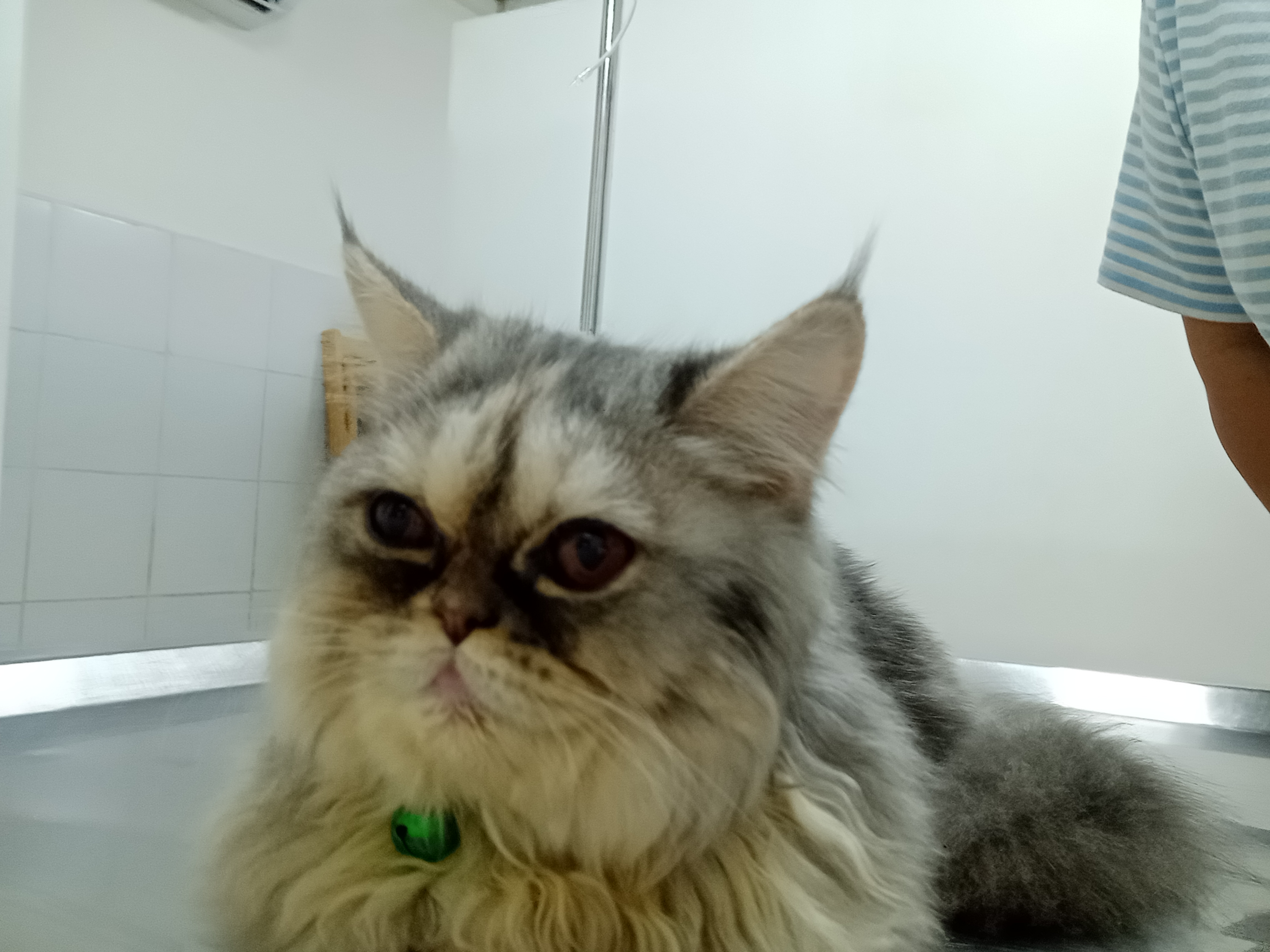 Veterinary Sand