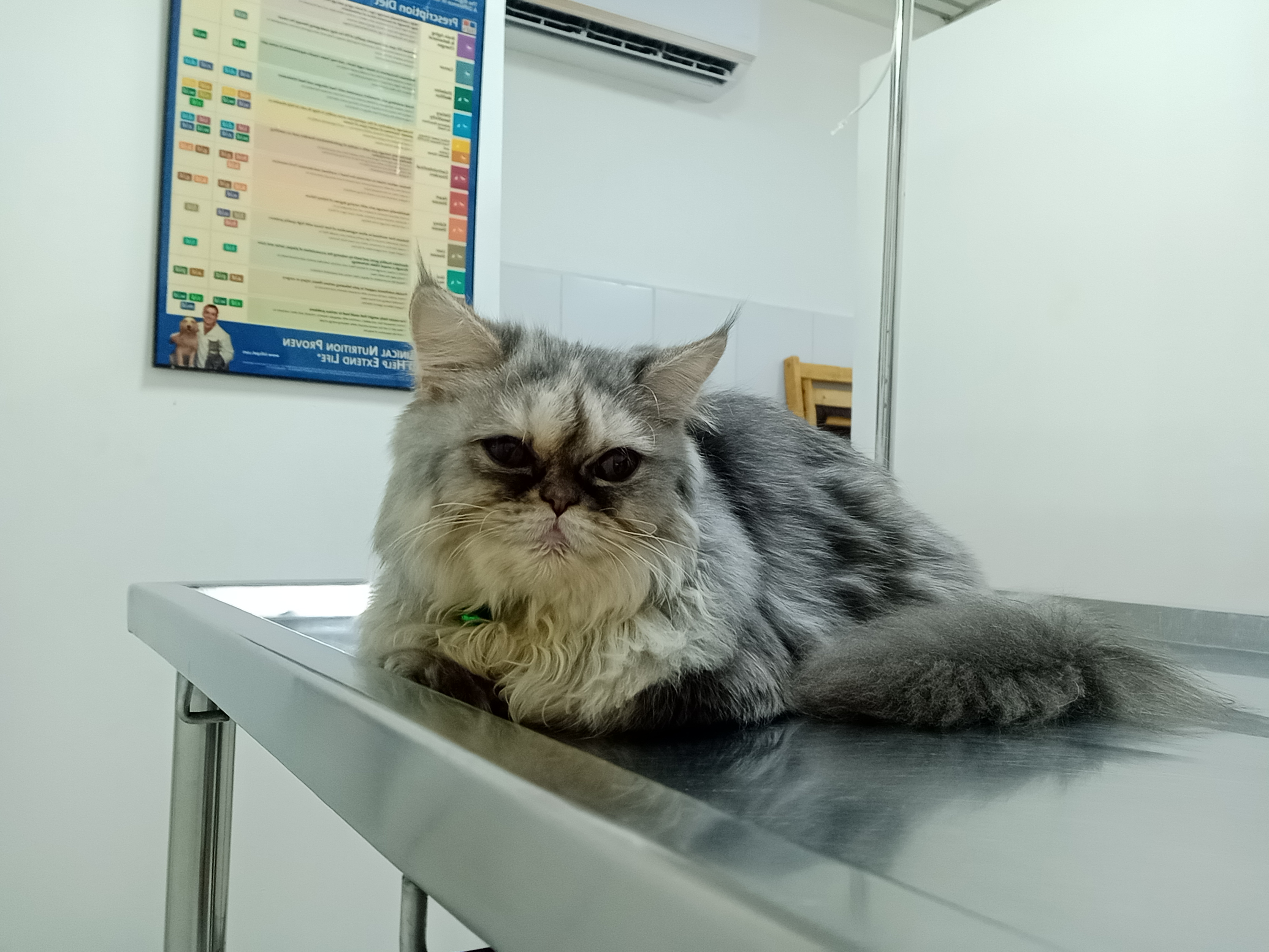 Veterinary Sand