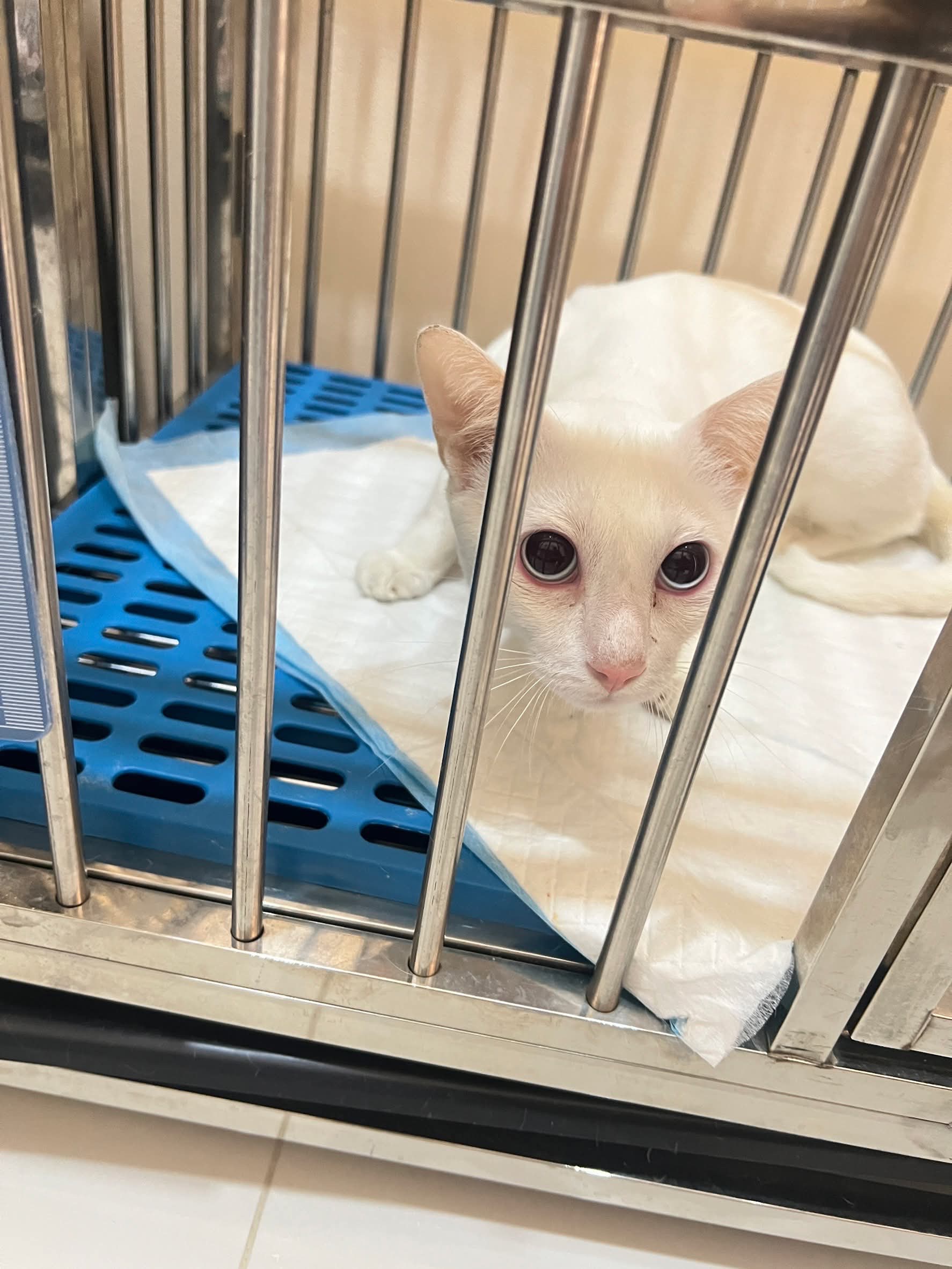Kenko Animal Hospital