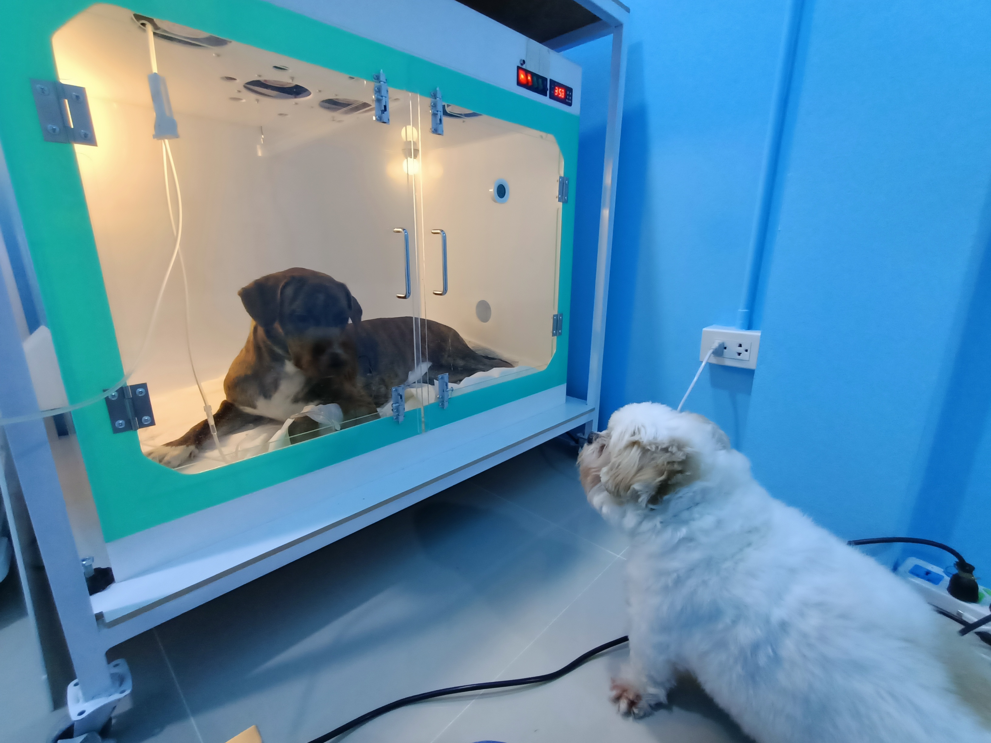 J&P Clinic Animal Treatment