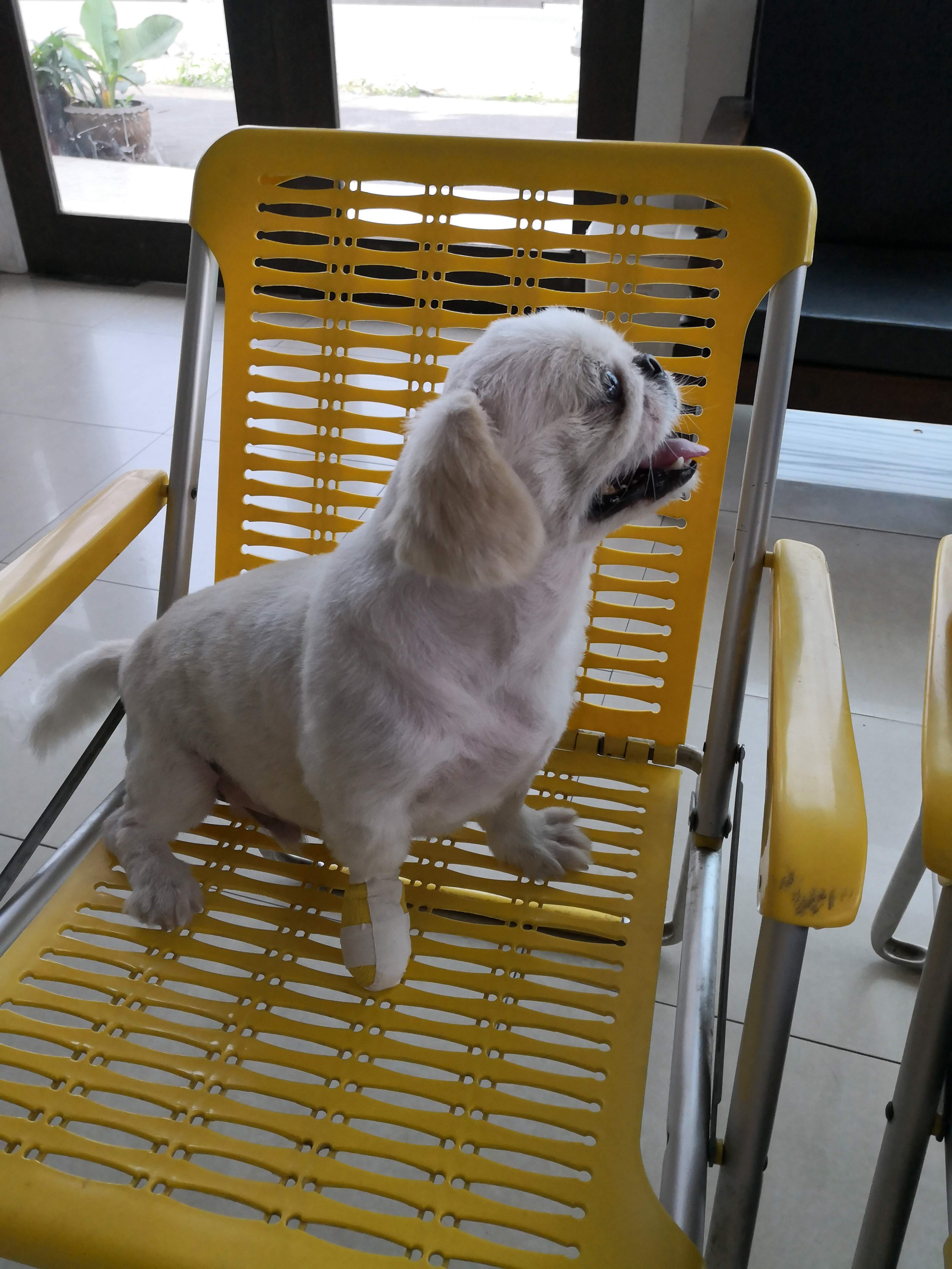 Ratchaphruek Animal Hospital