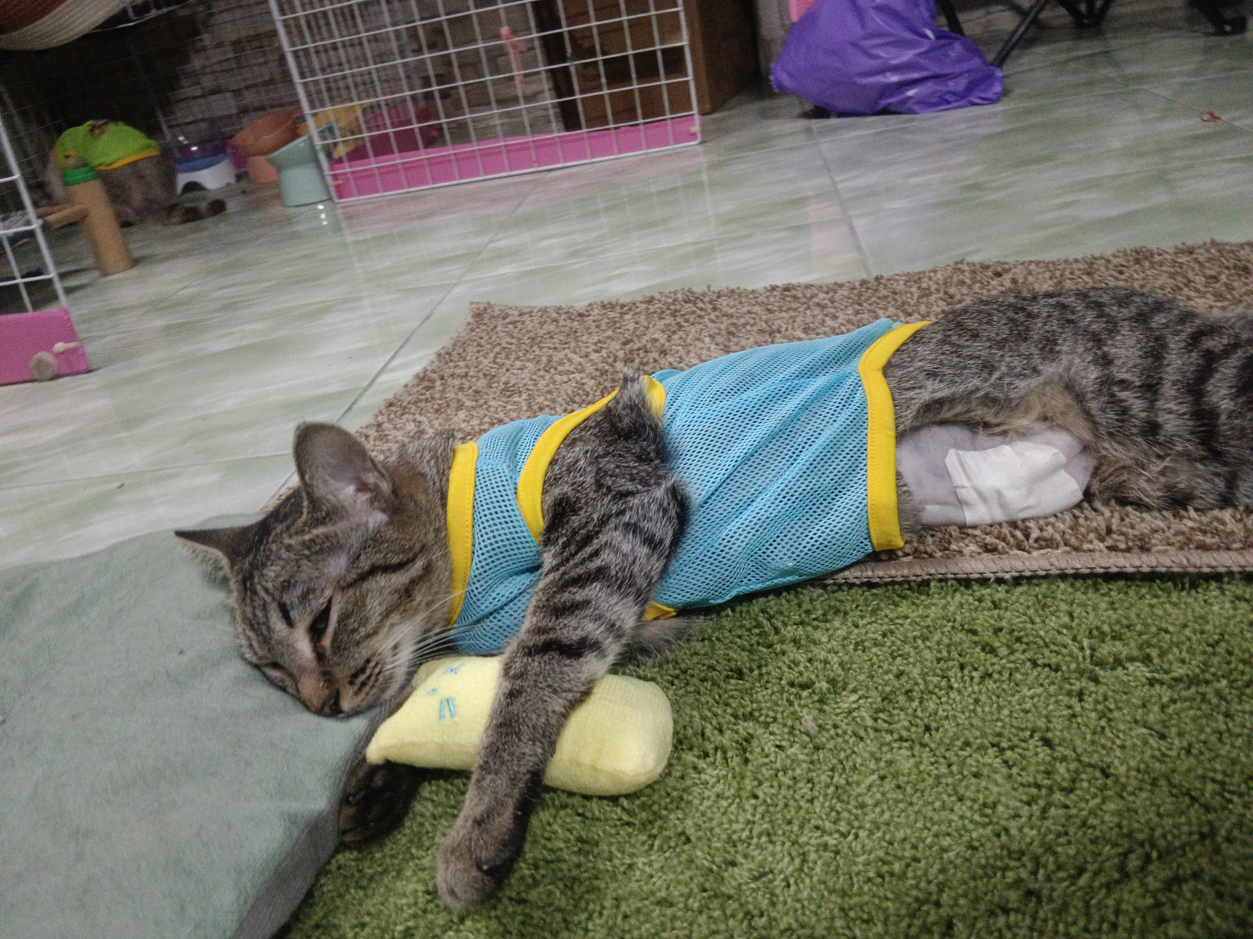 Doctor's house (animal treatment) Sai Noi