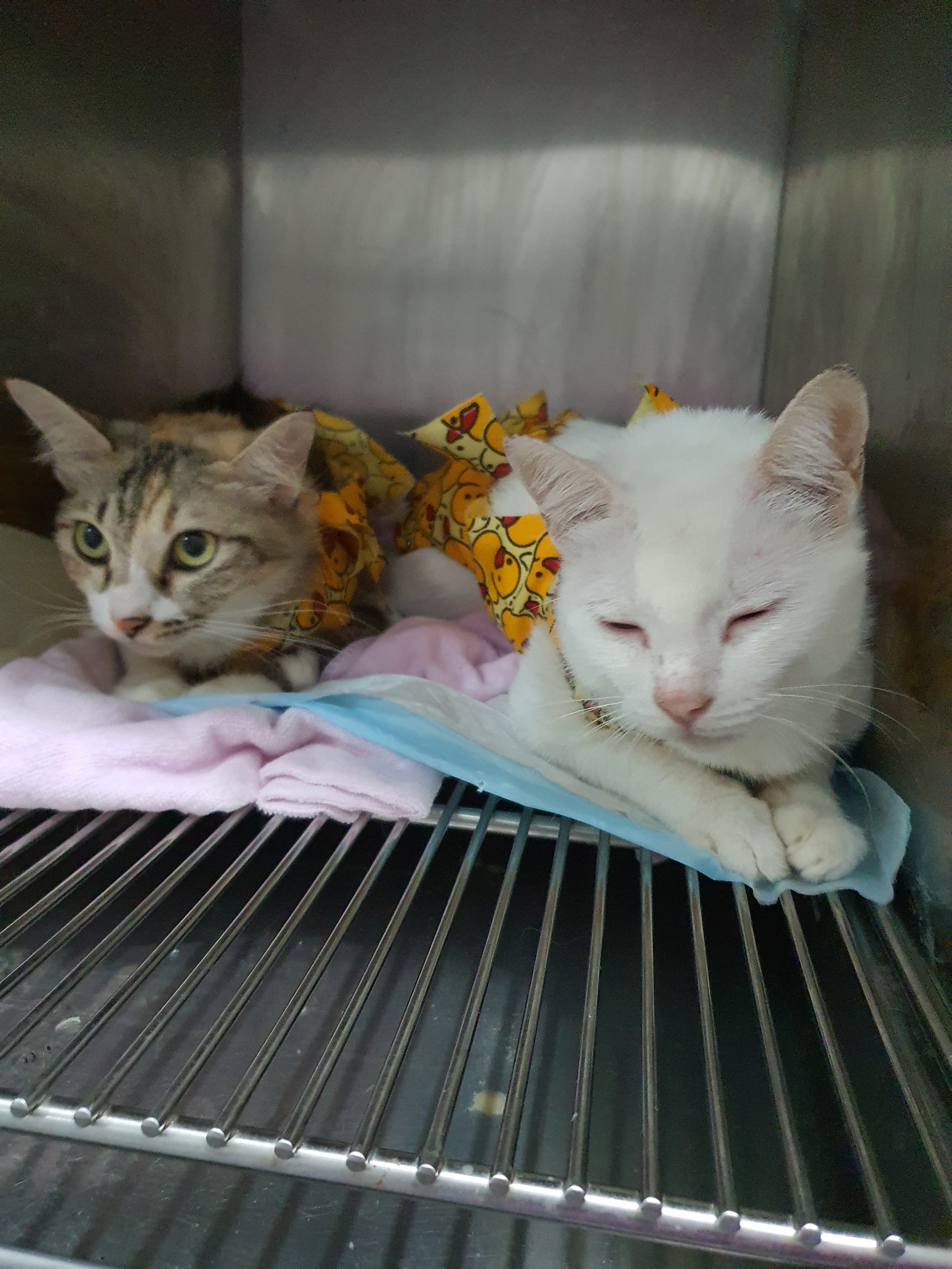 The First Paw Animal Clinic