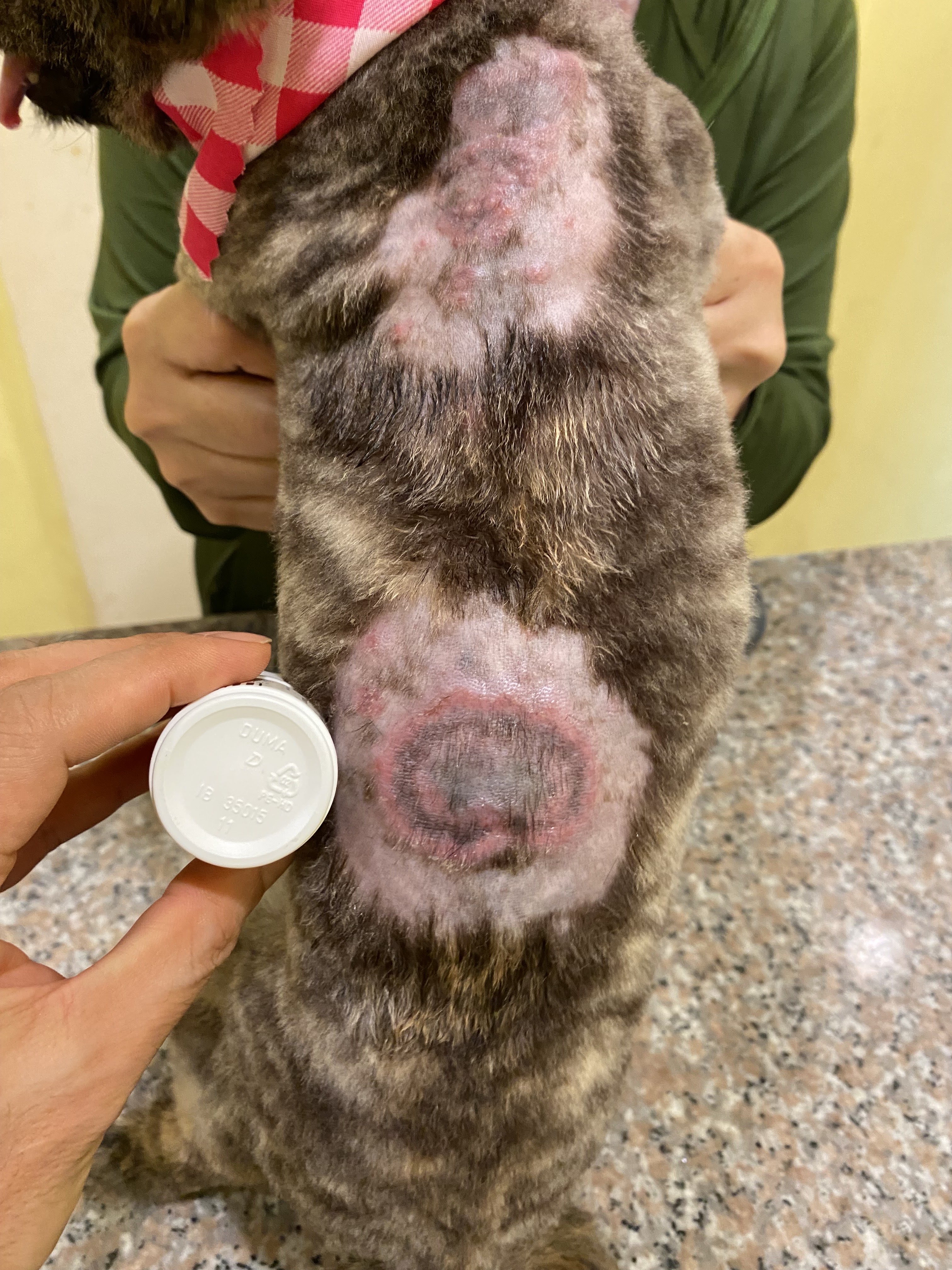 Animal Clinic Doctor One