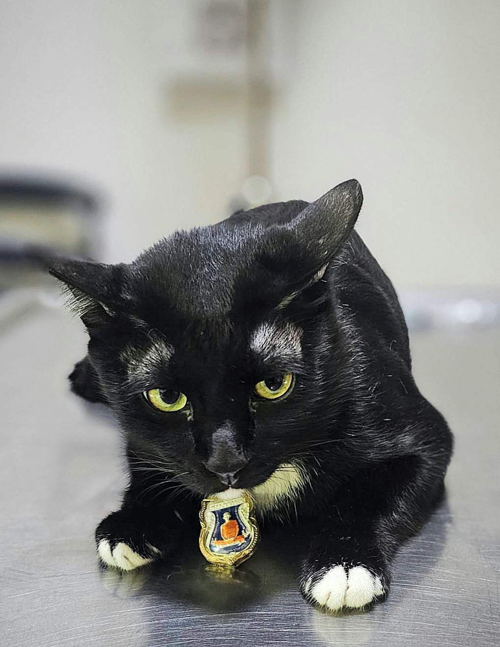 Phibun Warwar Veterinarian